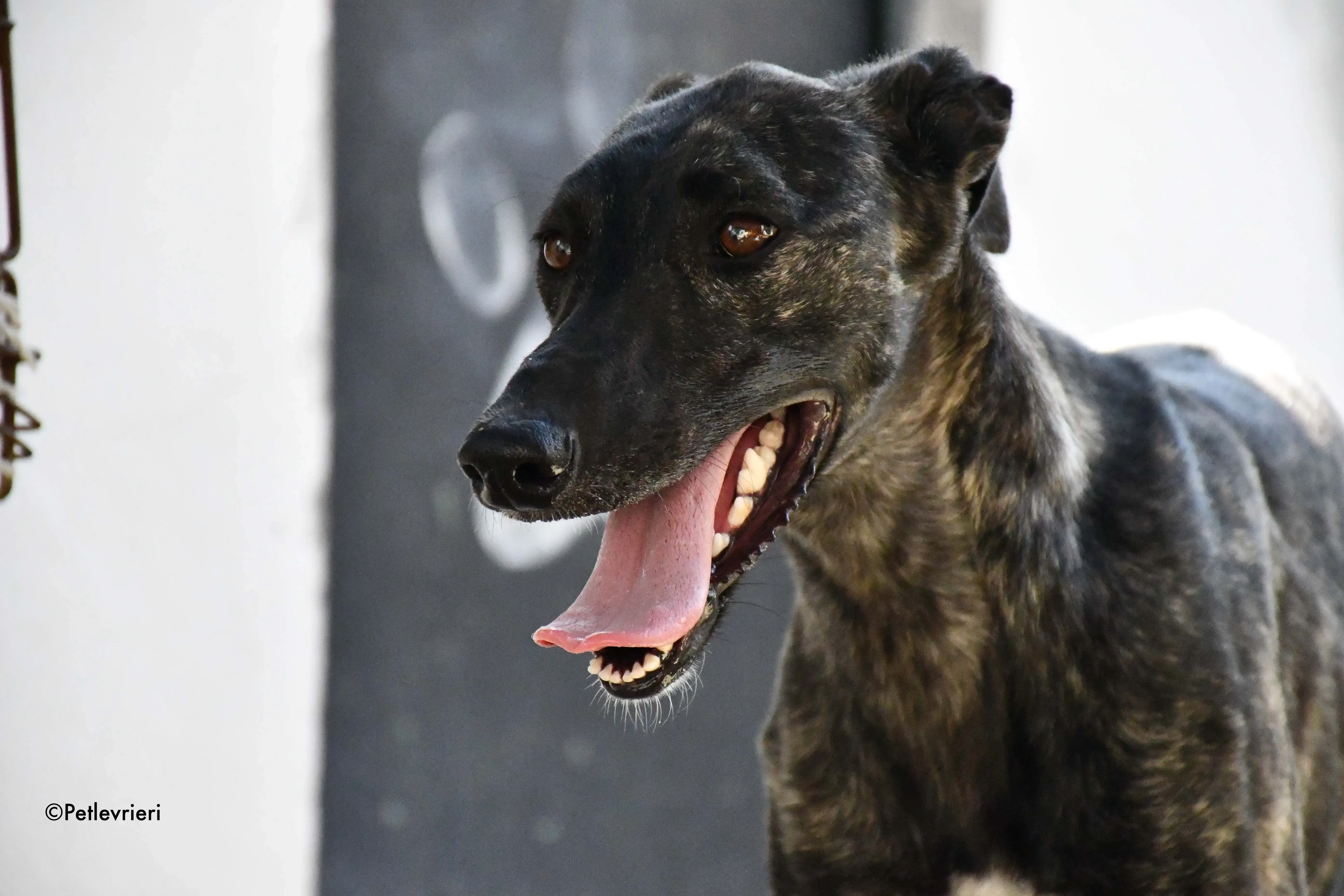 pilar adozione levrieri galgo 7