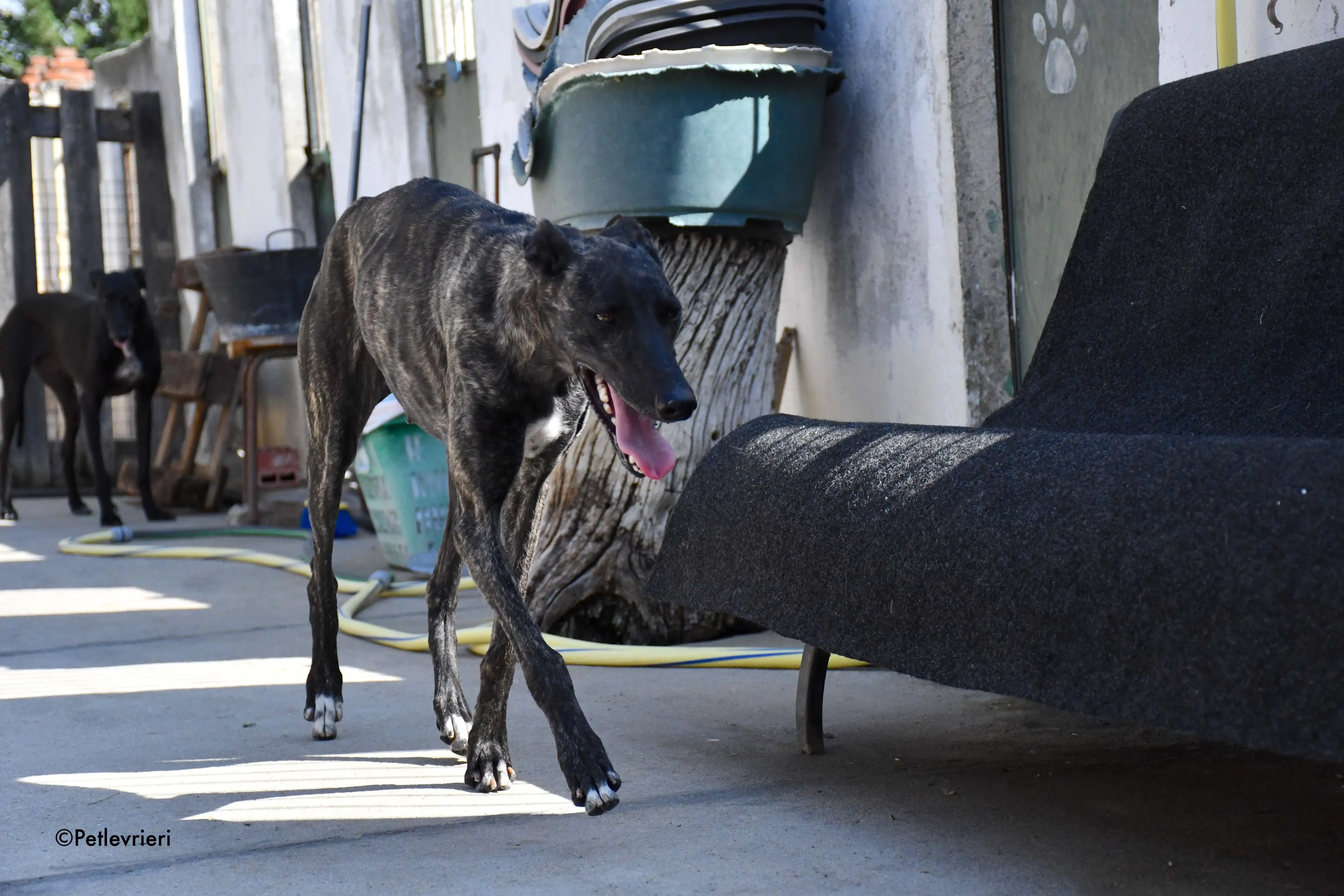 pilar adozione levrieri galgo 8