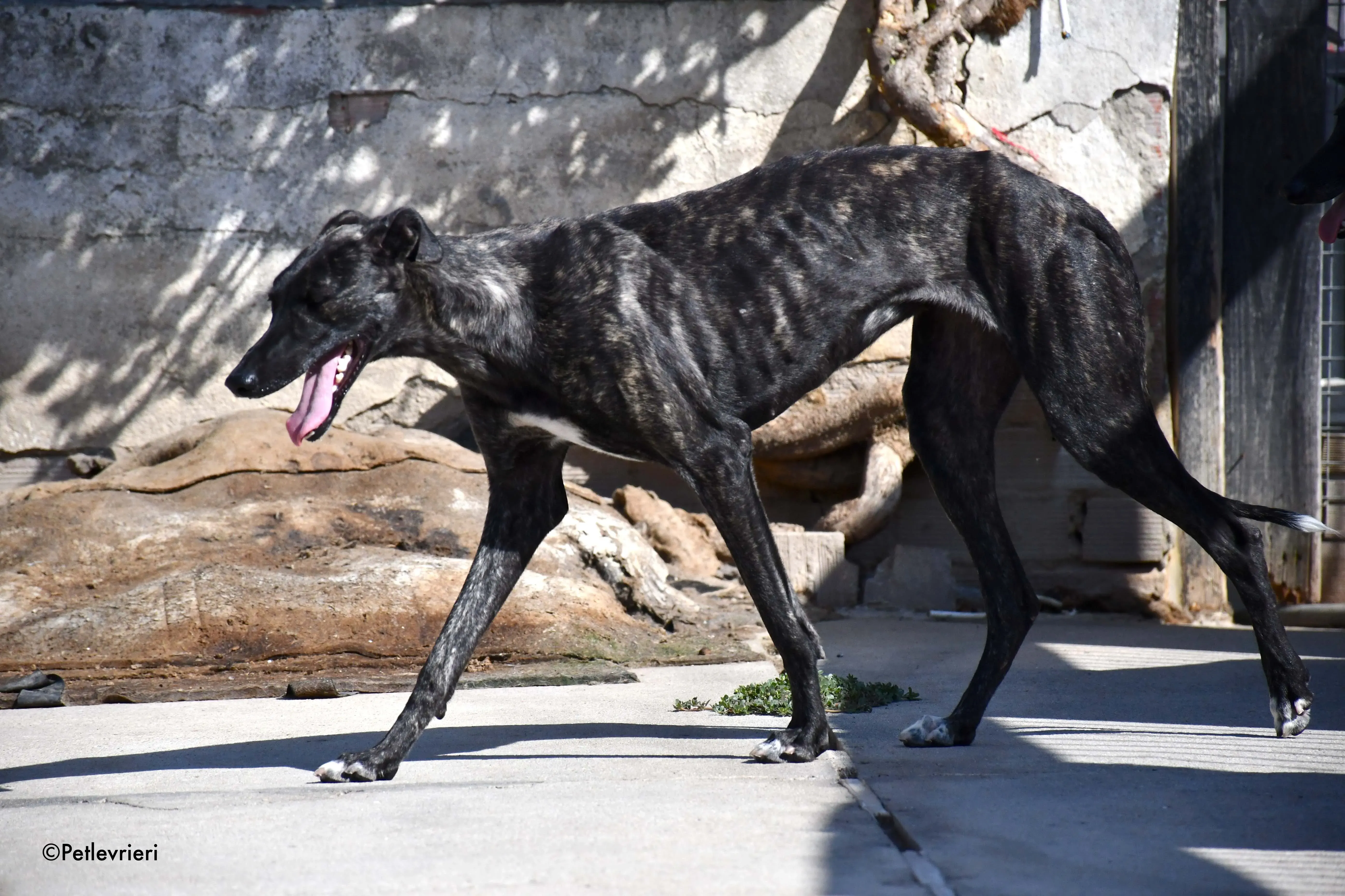 pilar adozione levrieri galgo 9