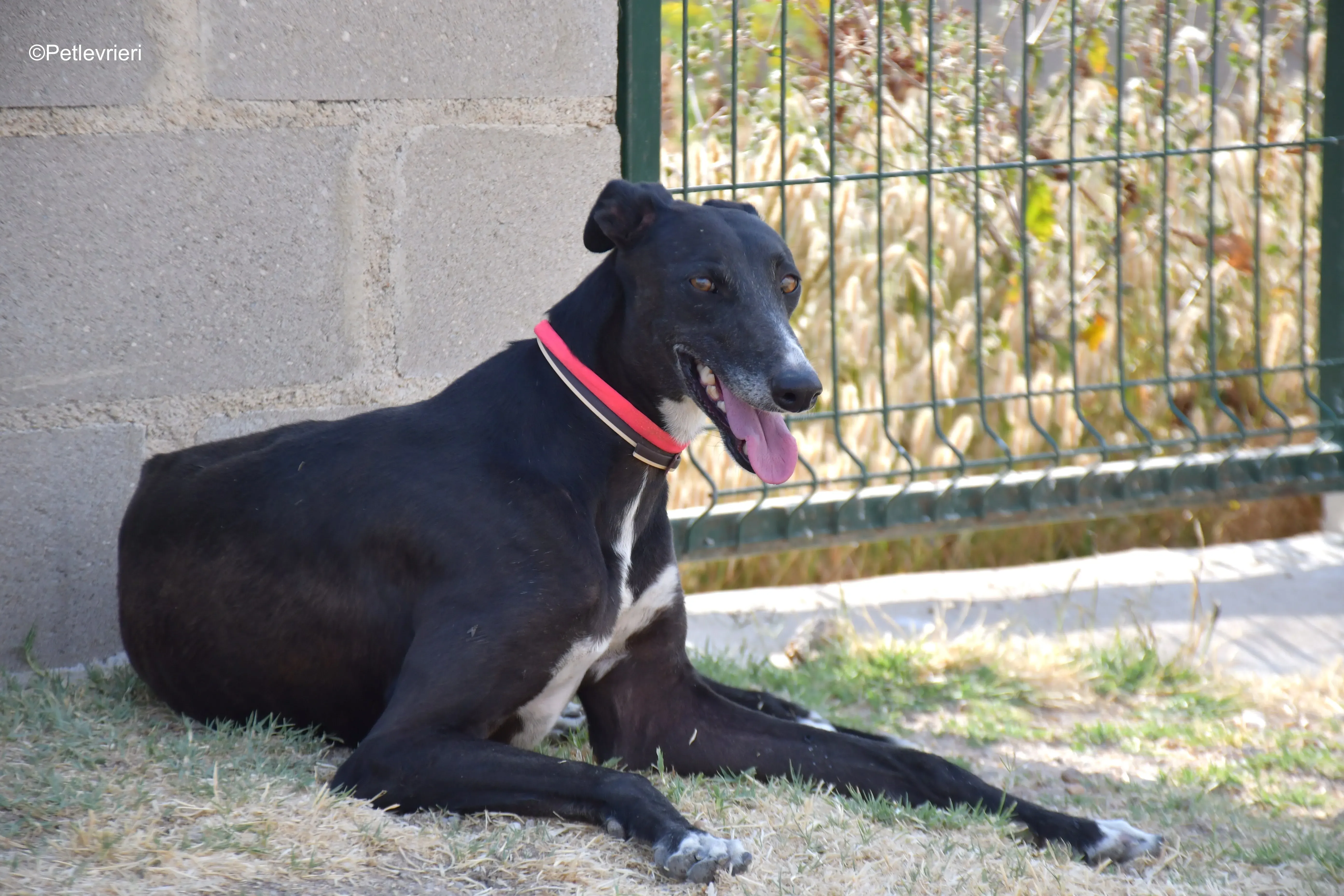 pimpinella adozione levrieri galgo 8