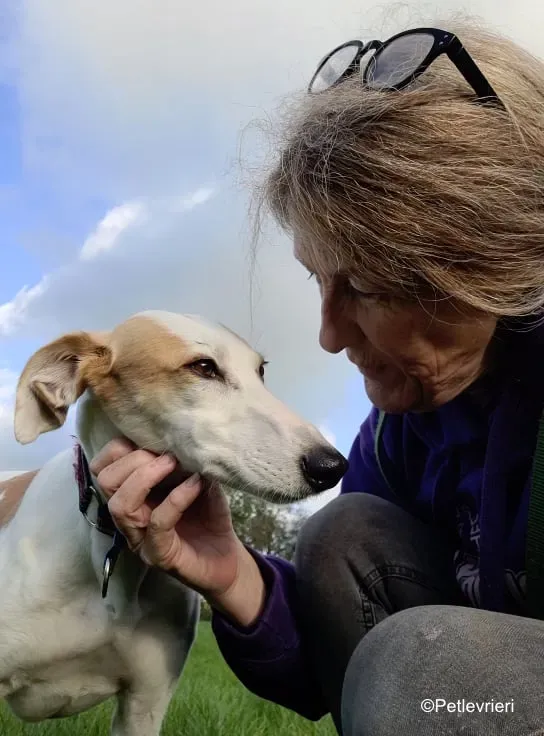 pina adozione levrieri greyound lurcher 1