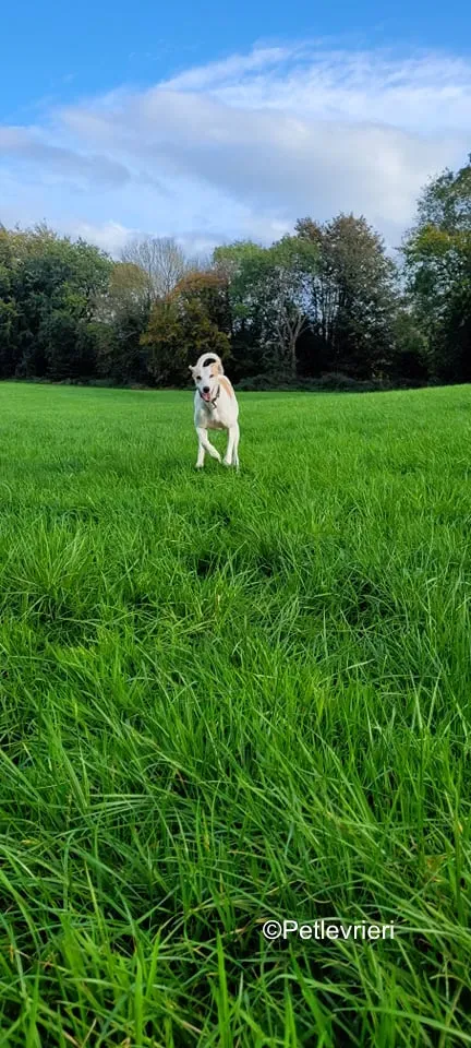 pina adozione levrieri greyound lurcher 2