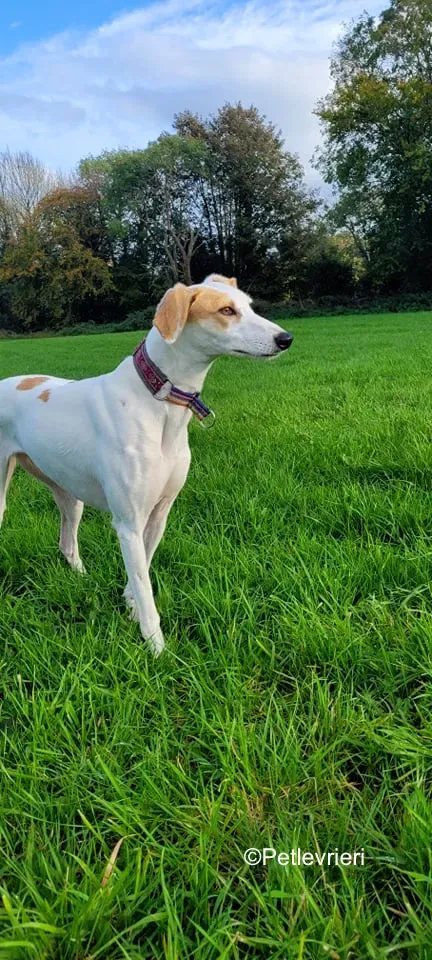 pina adozione levrieri greyound lurcher 3