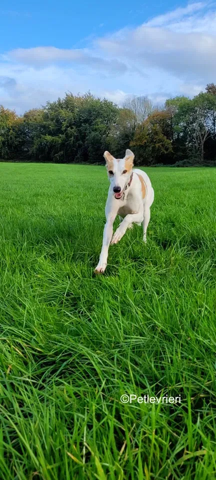 pina adozione levrieri greyound lurcher 4
