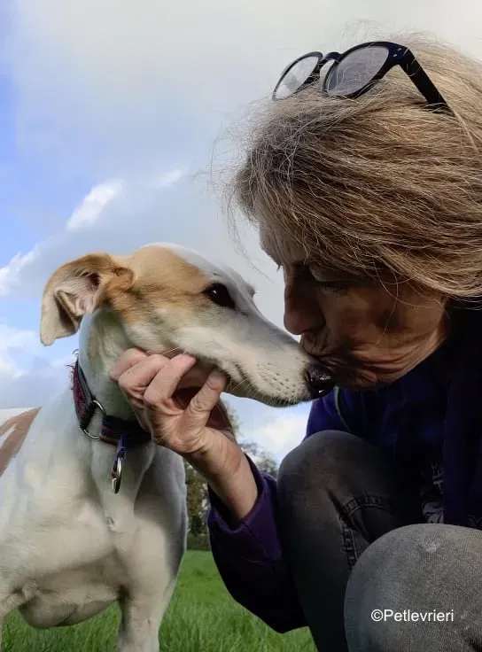 pina adozione levrieri greyound lurcher 5