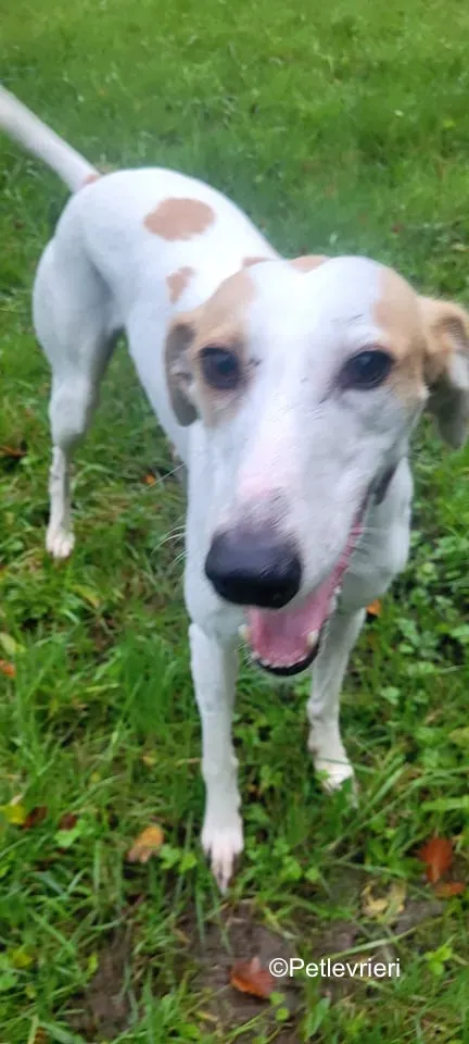 pina adozione levrieri greyound lurcher 7