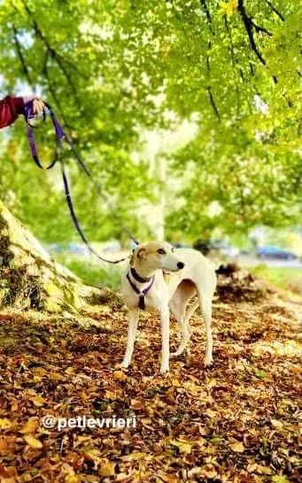 pina adozione pet levrieri greyhound 2