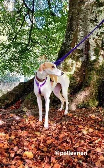 pina adozione pet levrieri greyhound 3
