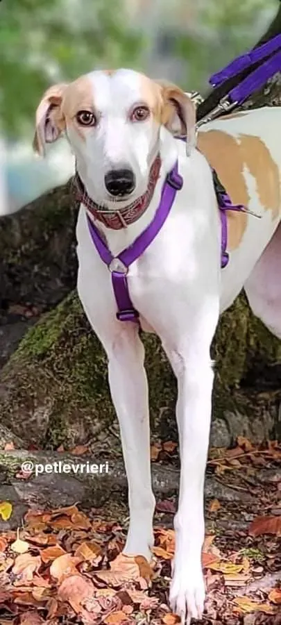 pina adozione pet levrieri greyhound 4