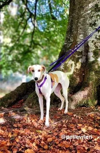 pina adozione pet levrieri greyhound