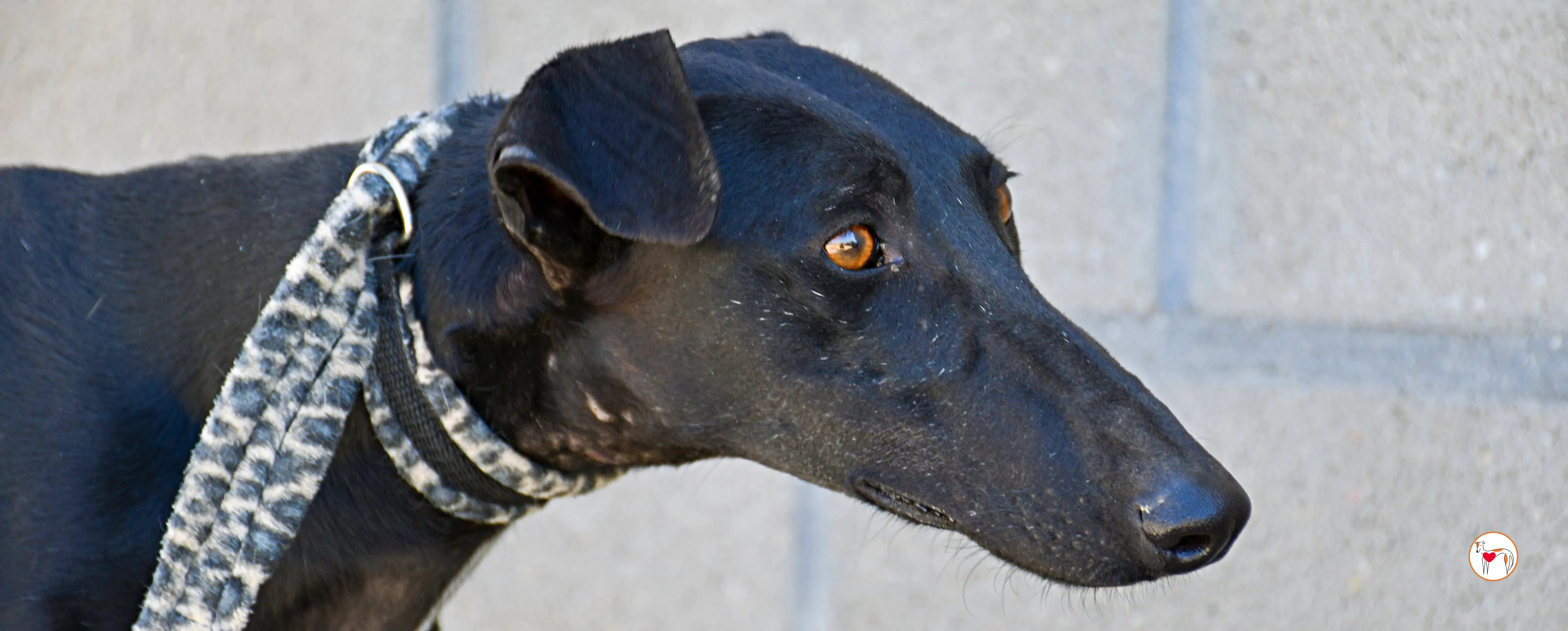 pinky galgo adozione 00 copertina a