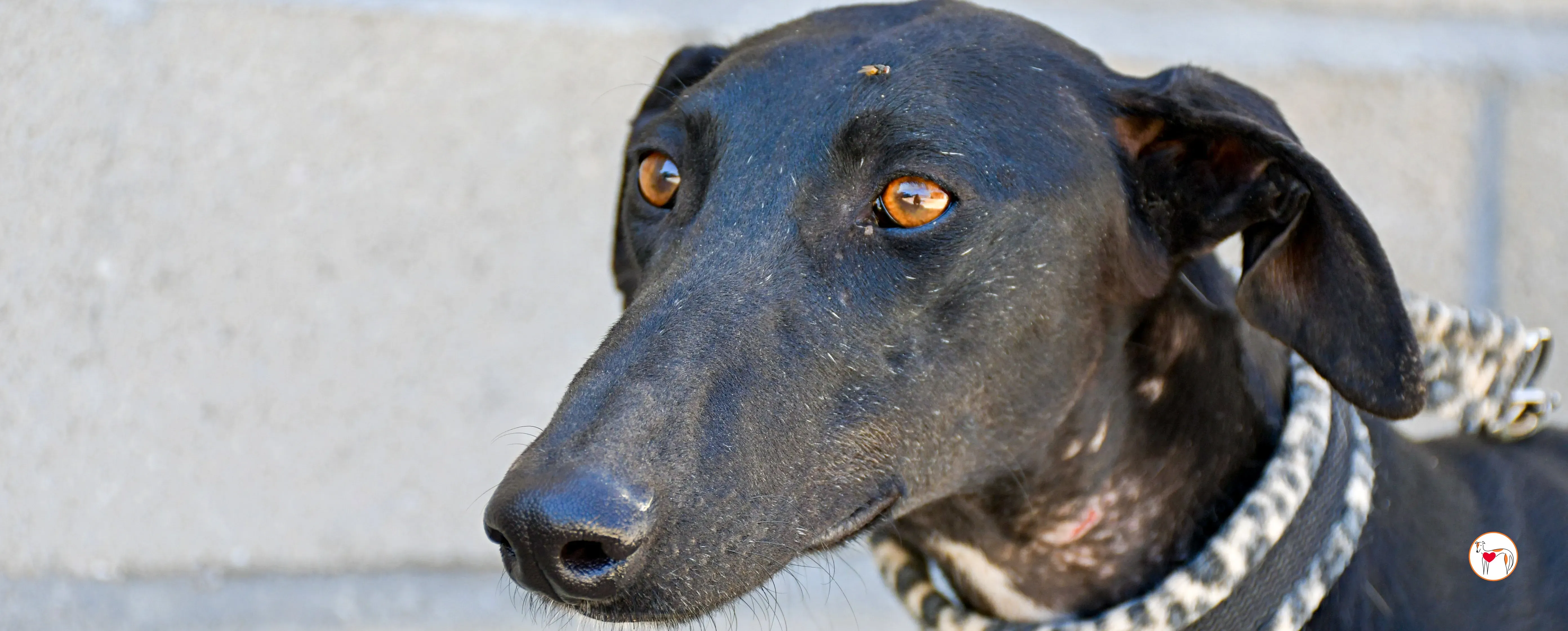 pinky galgo adozione 00 copertina c