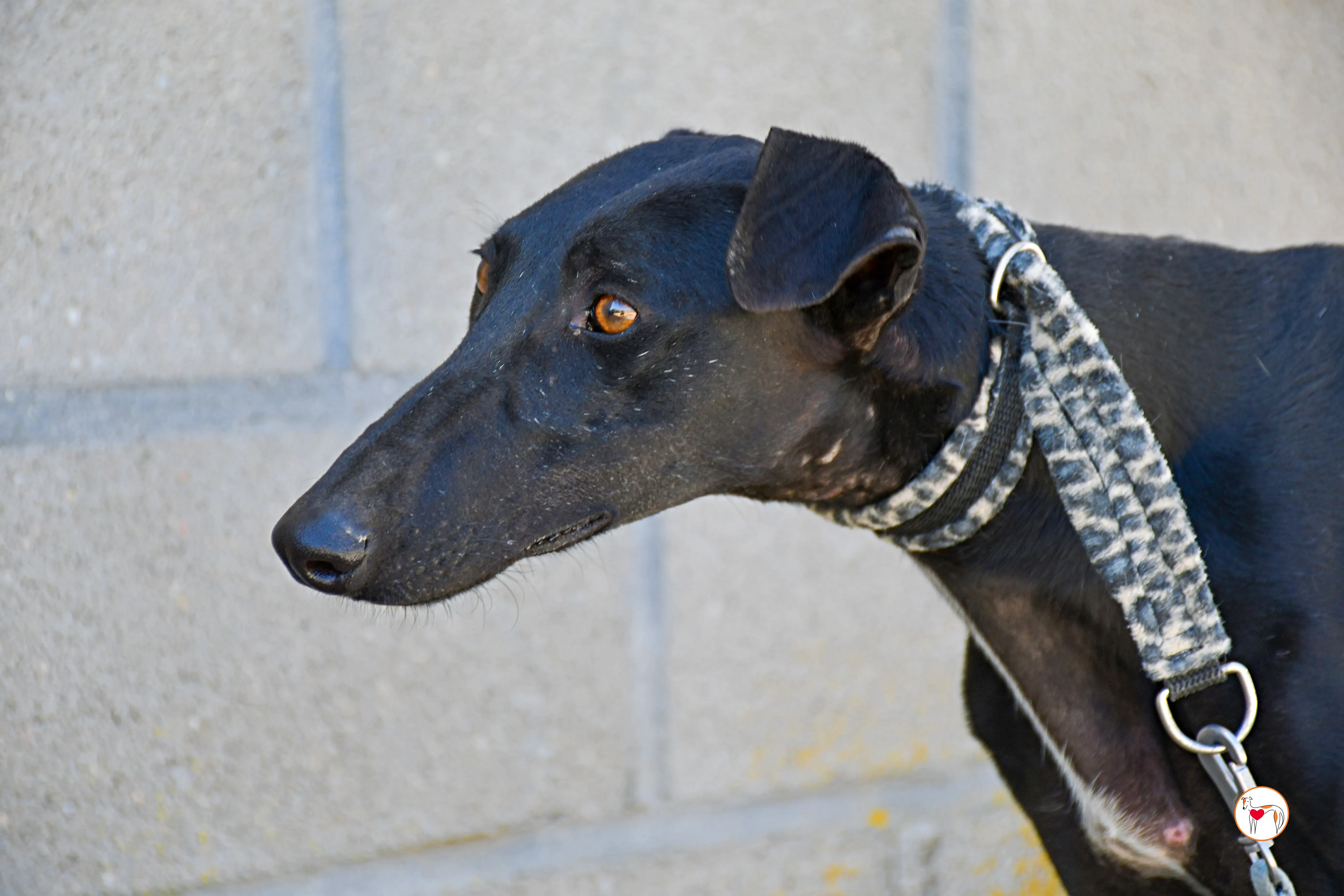 pinky galgo adozione 01