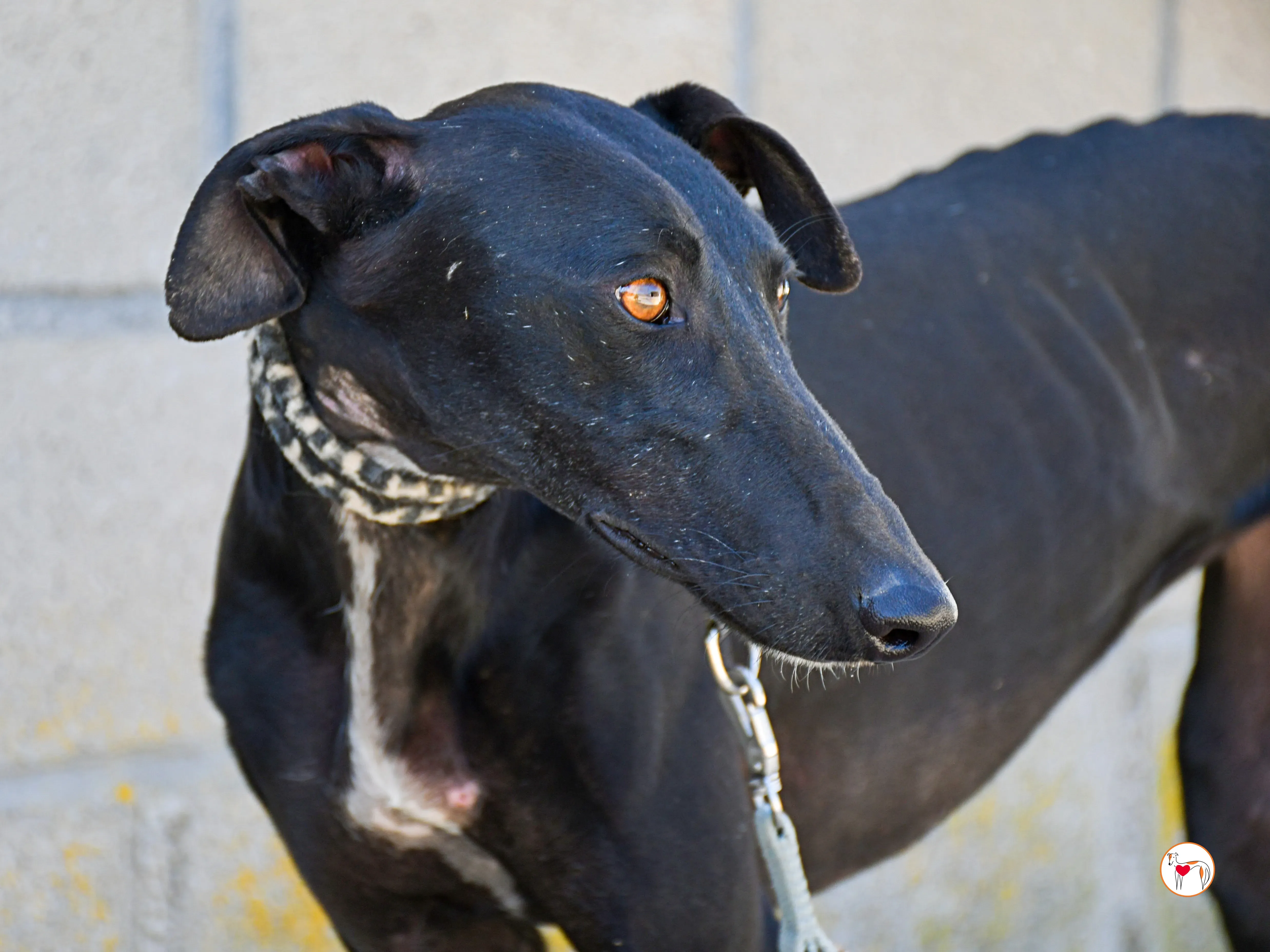 pinky galgo adozione 02