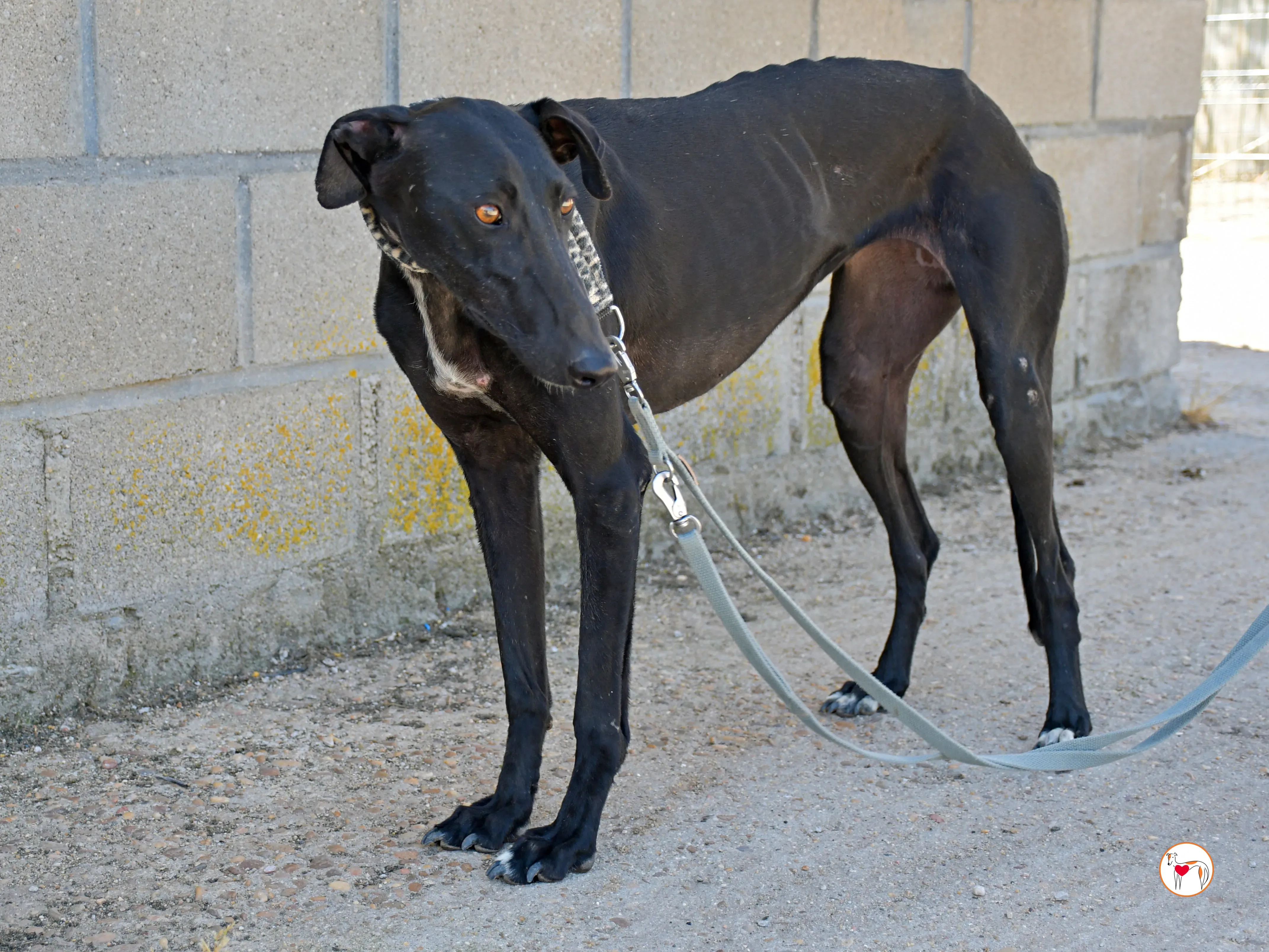 pinky galgo adozione 03