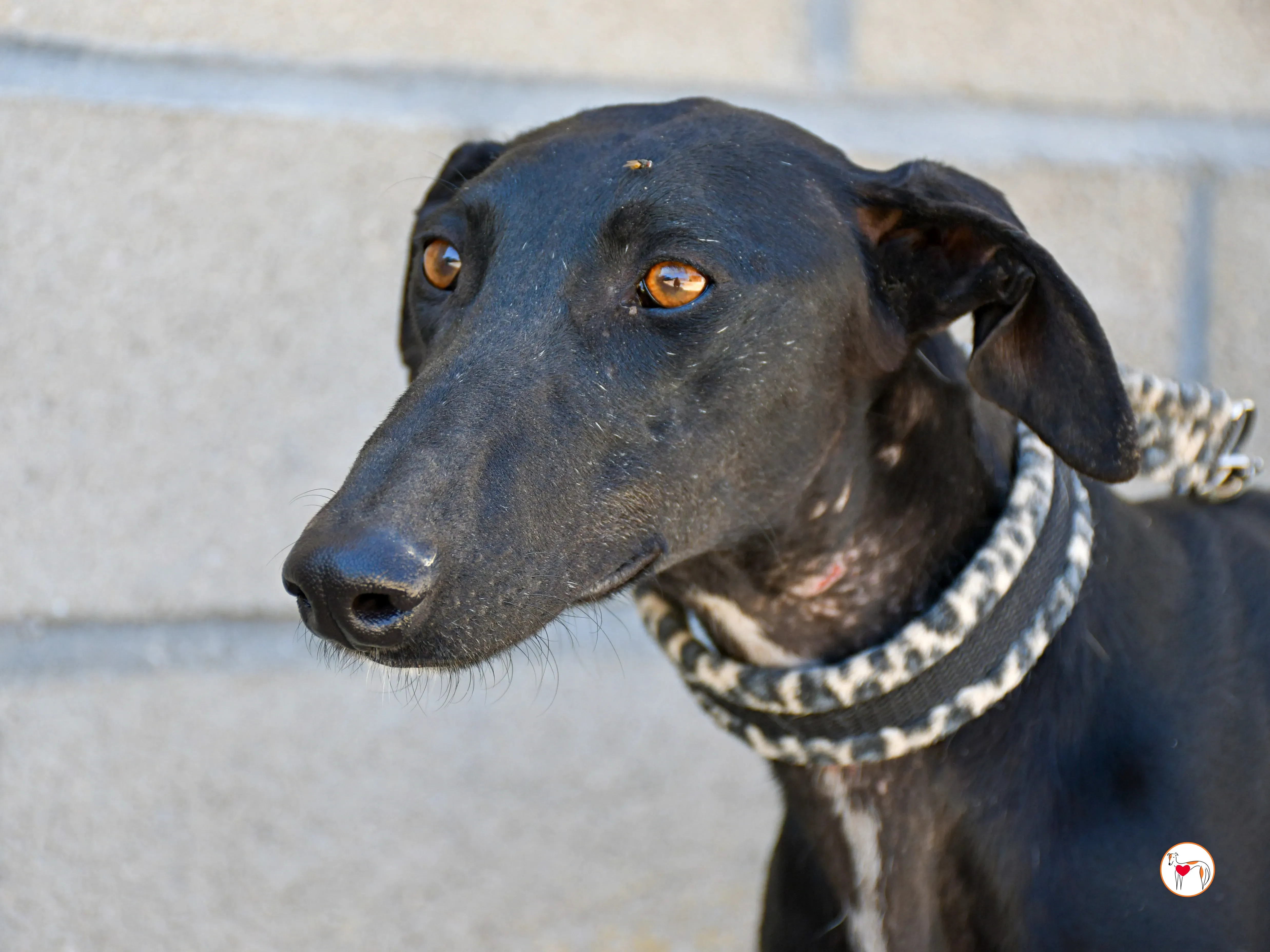 pinky galgo adozione 05