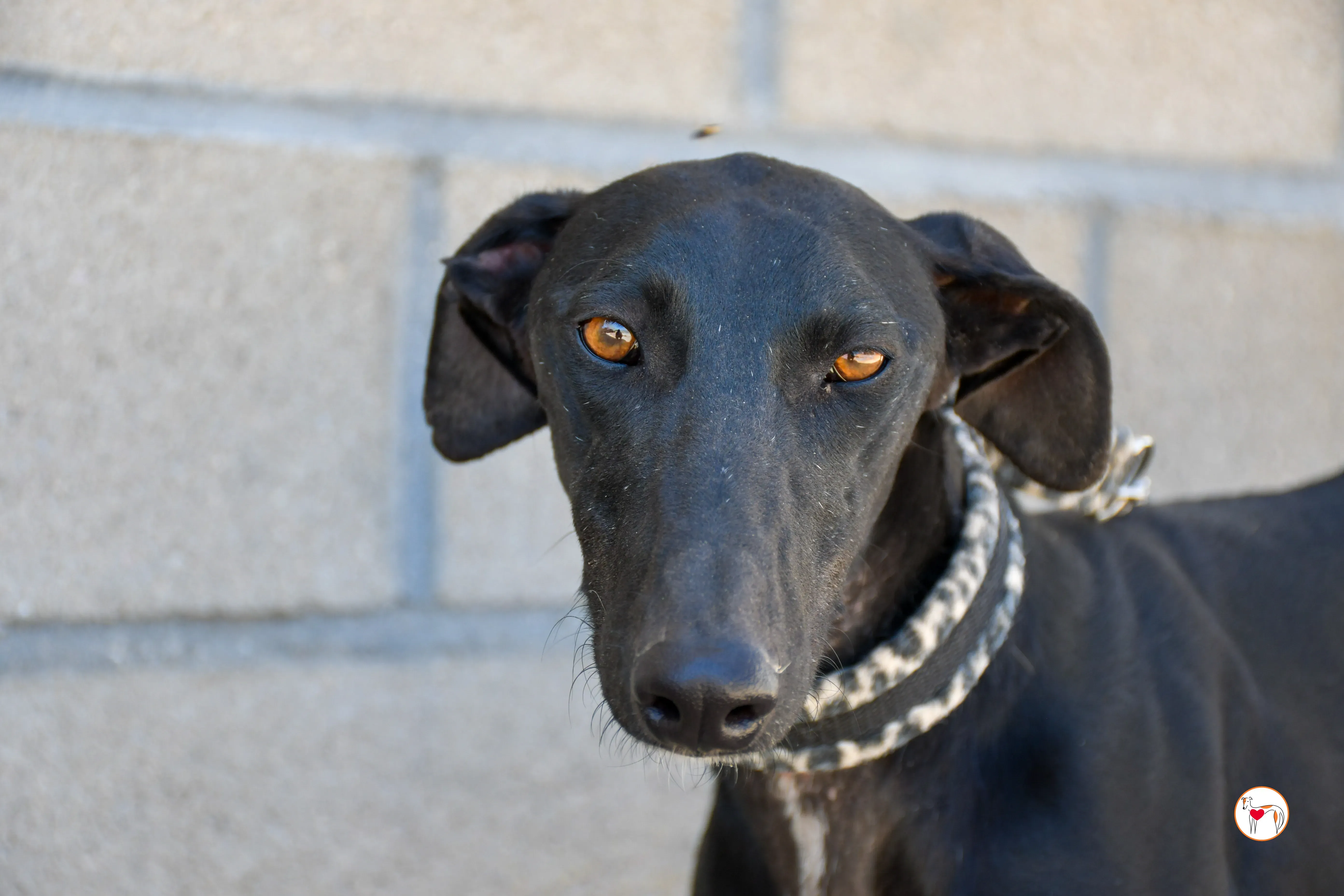 pinky galgo adozione 06