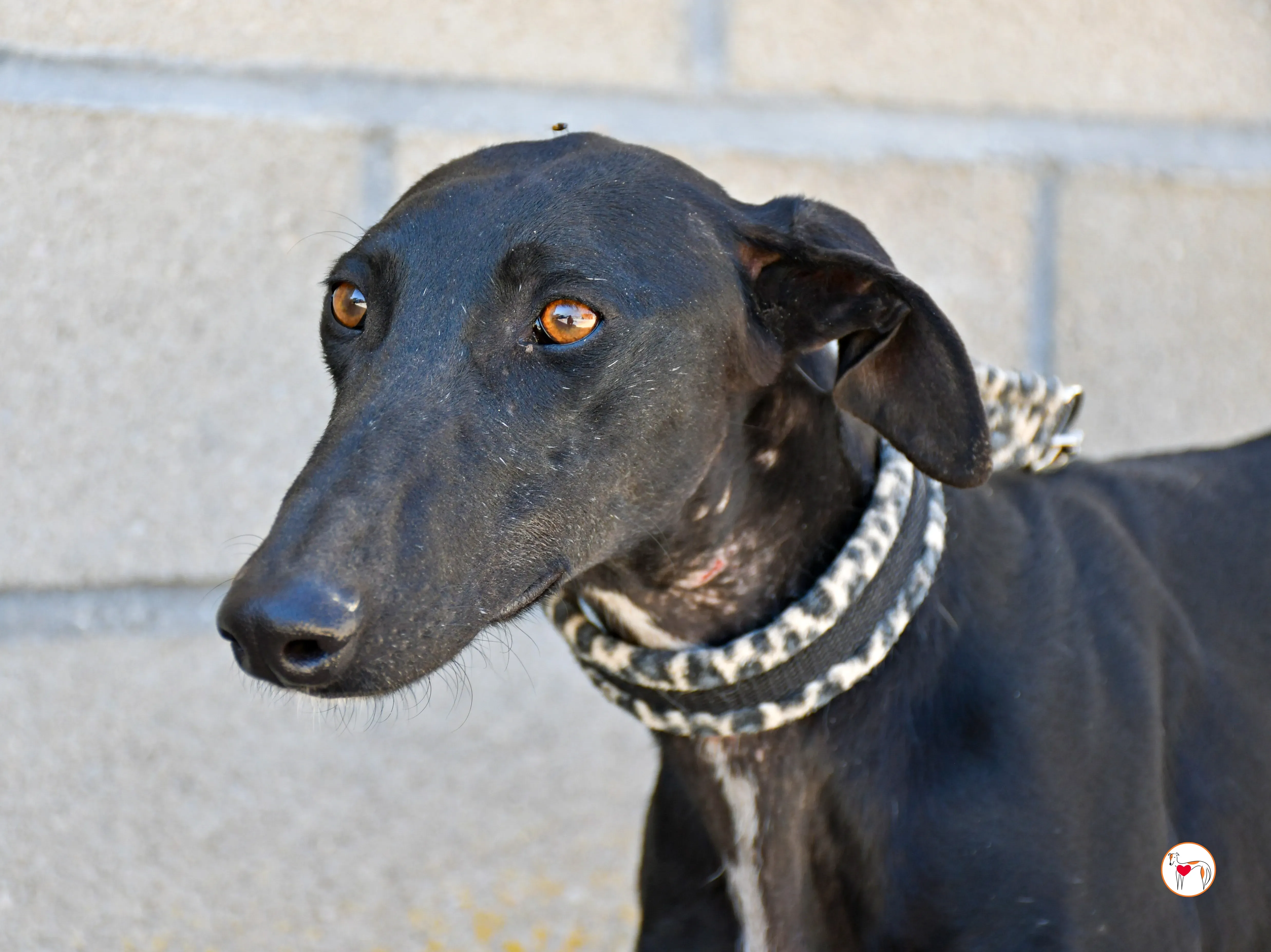 pinky galgo adozione 07