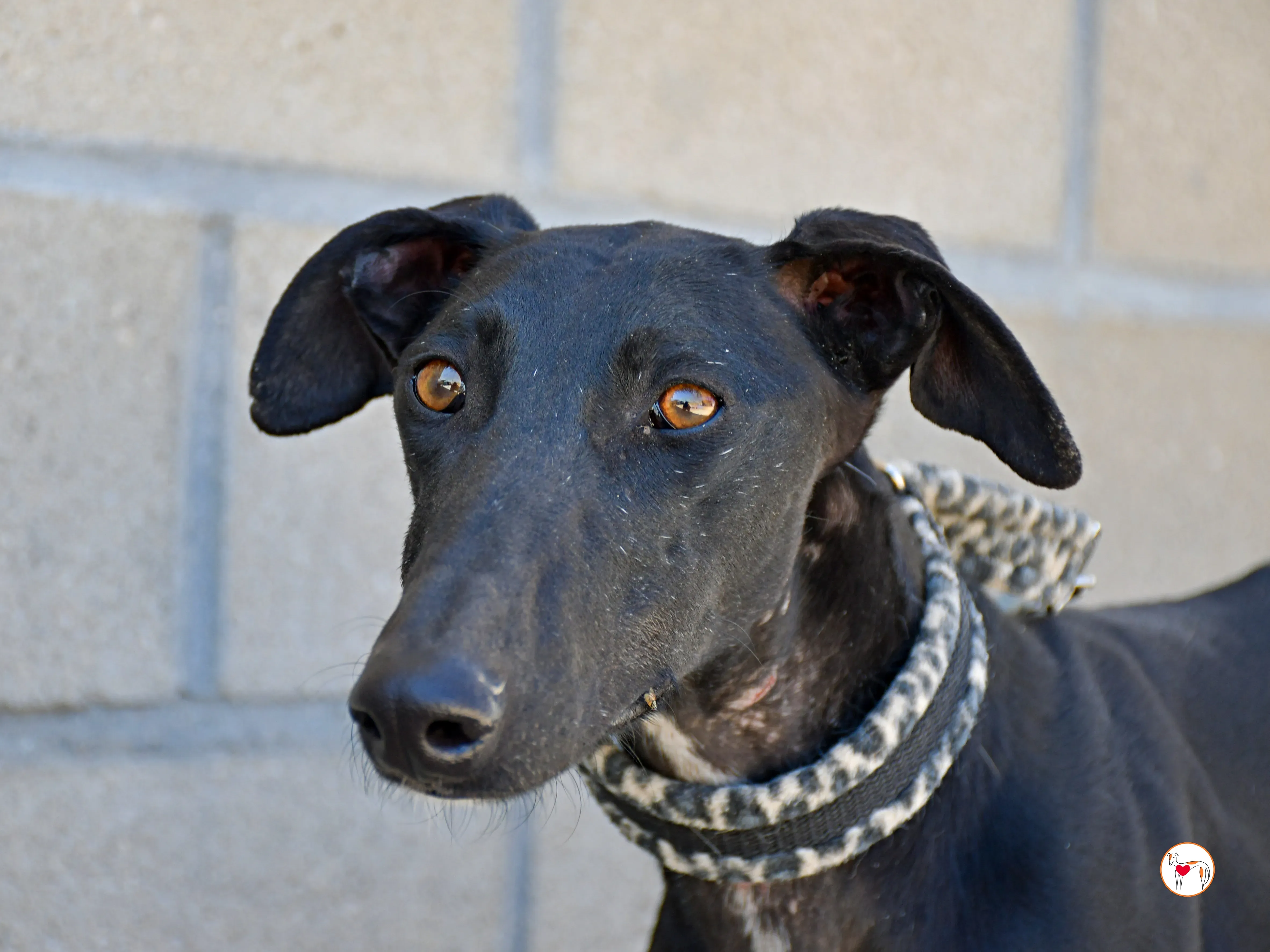 pinky galgo adozione 09