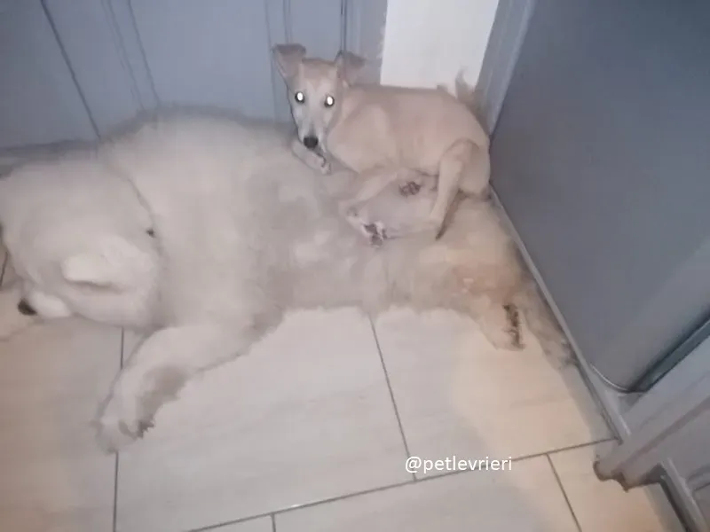 pip adozione lurcher 2