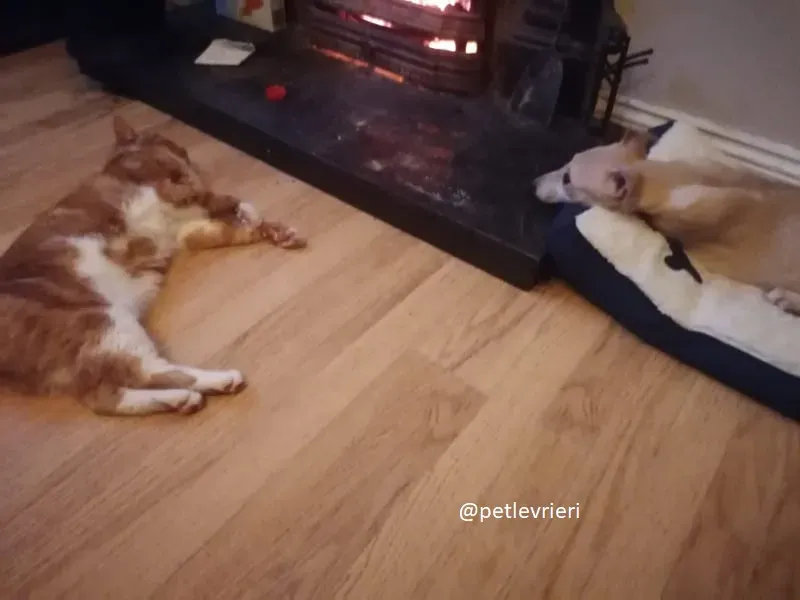 pip adozione lurcher 3