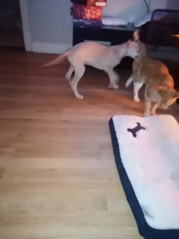 pip adozione lurcher 4