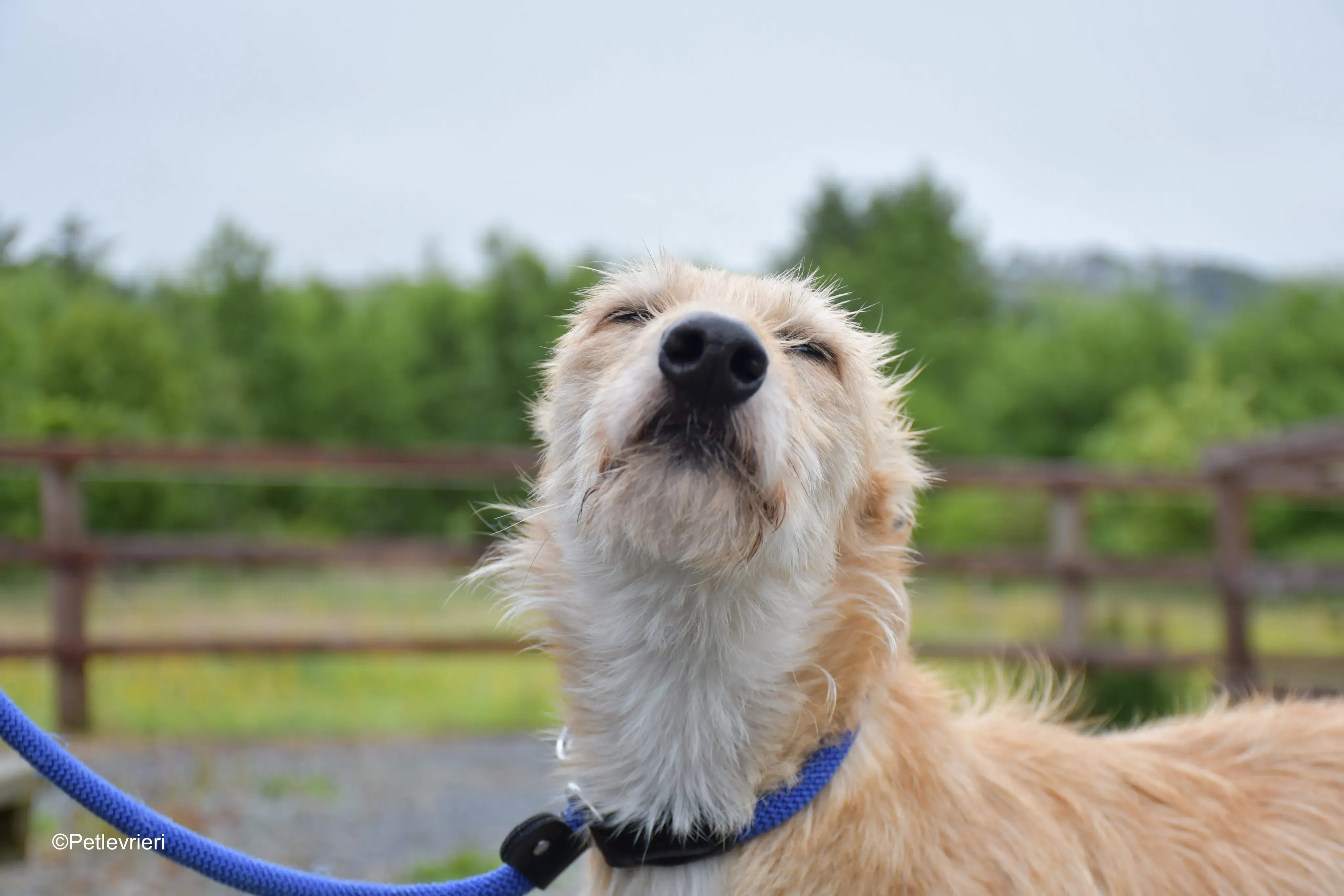 pippa adozione levrieri greyhound 1