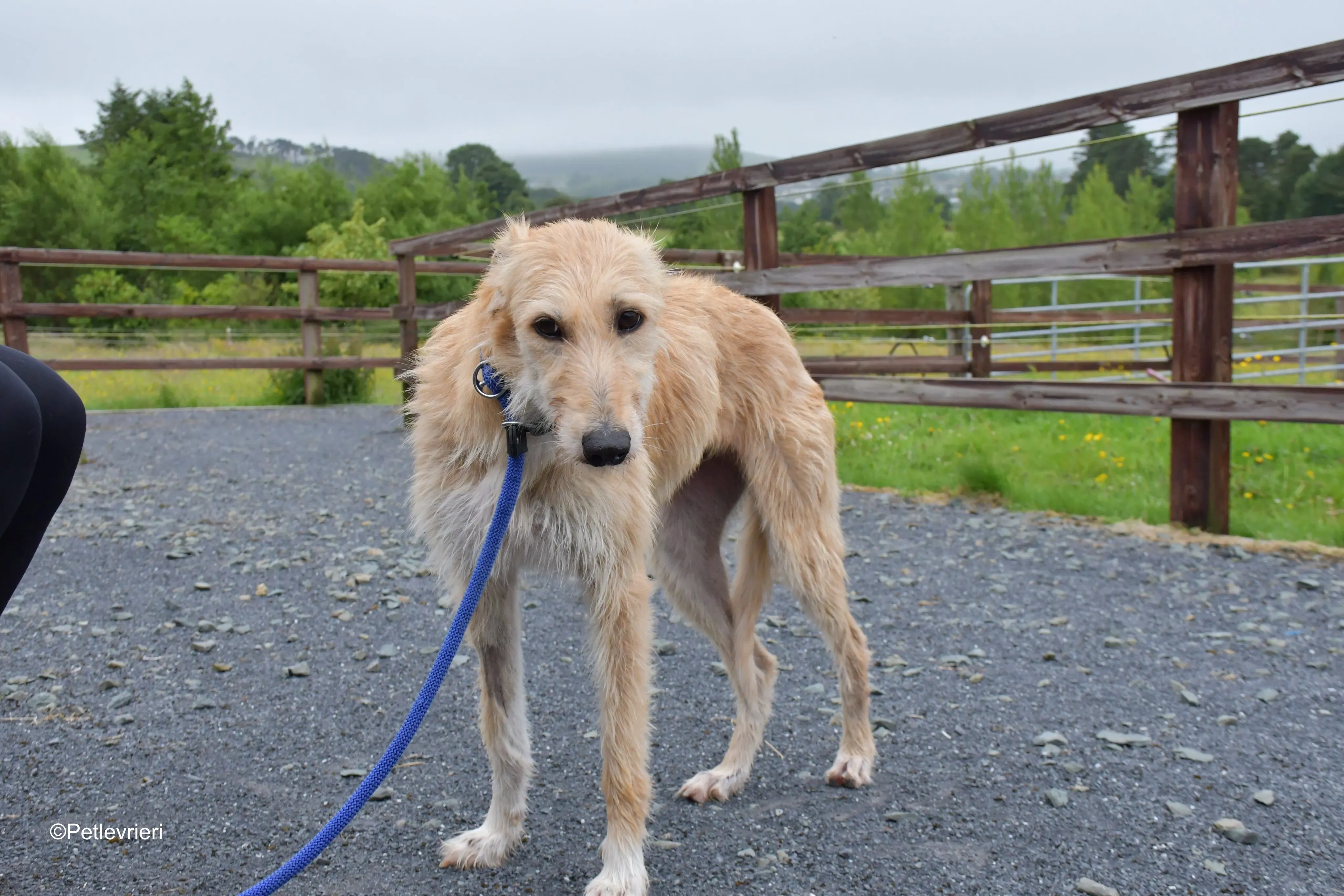 pippa adozione levrieri greyhound 10