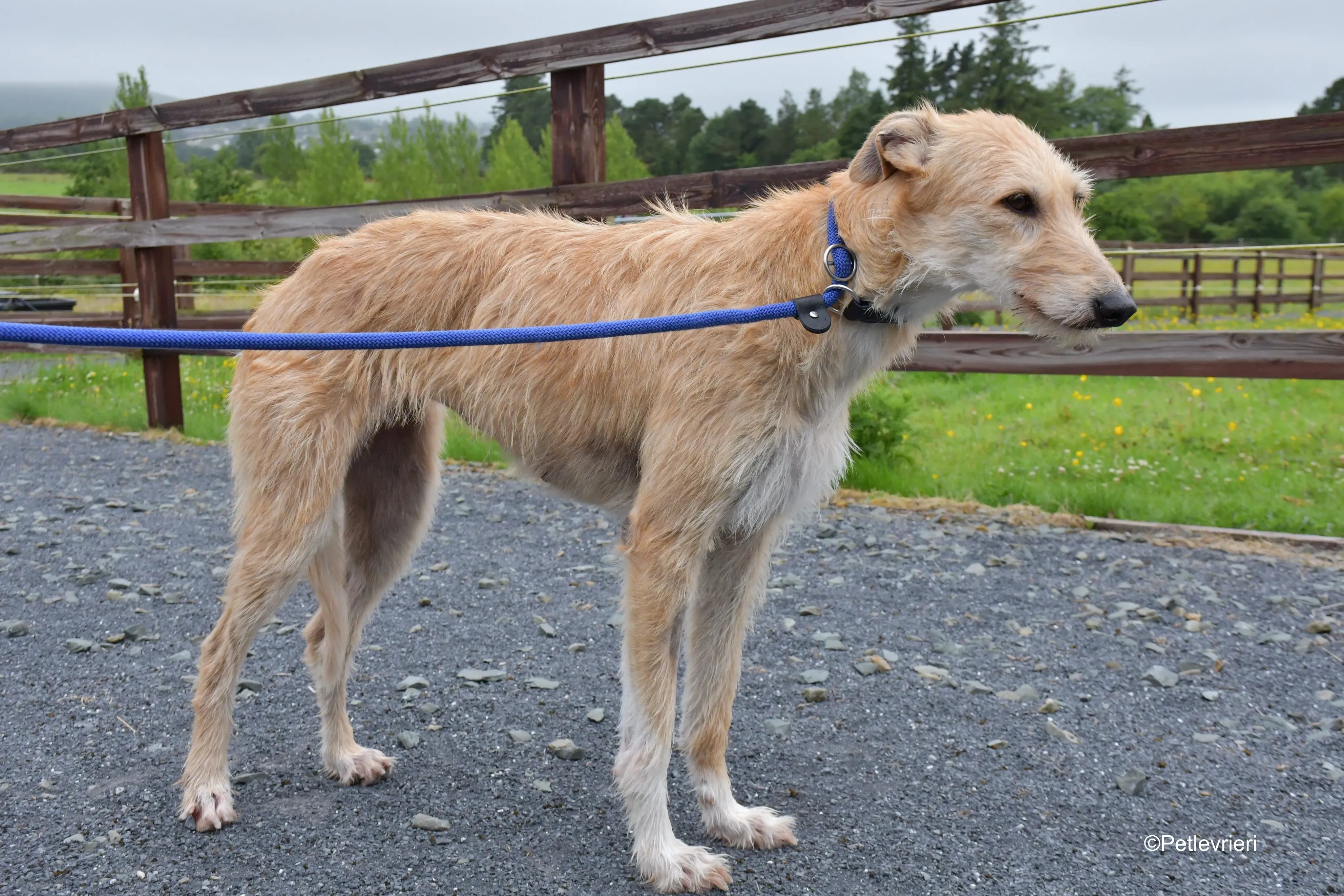 pippa adozione levrieri greyhound 11