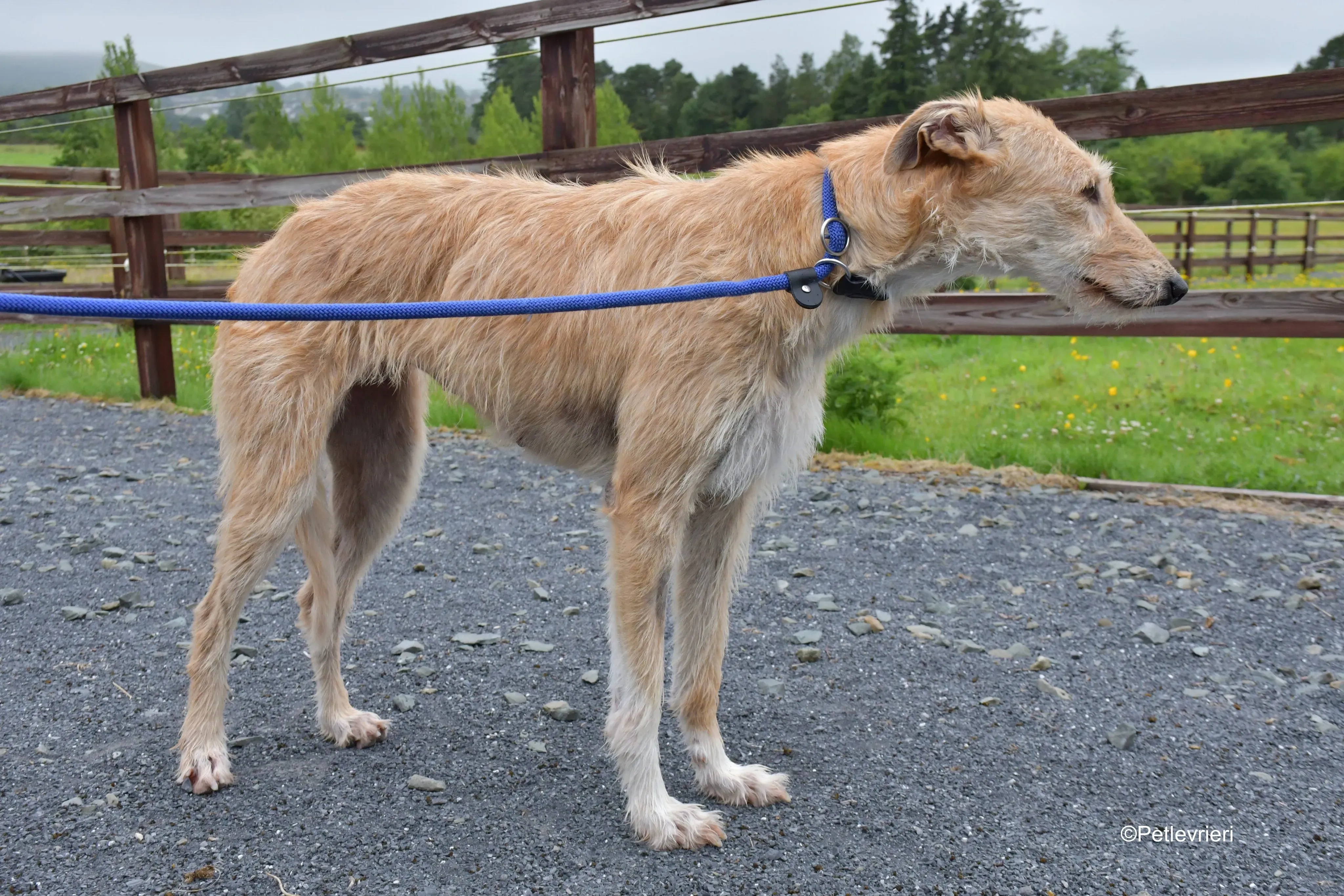 pippa adozione levrieri greyhound 12