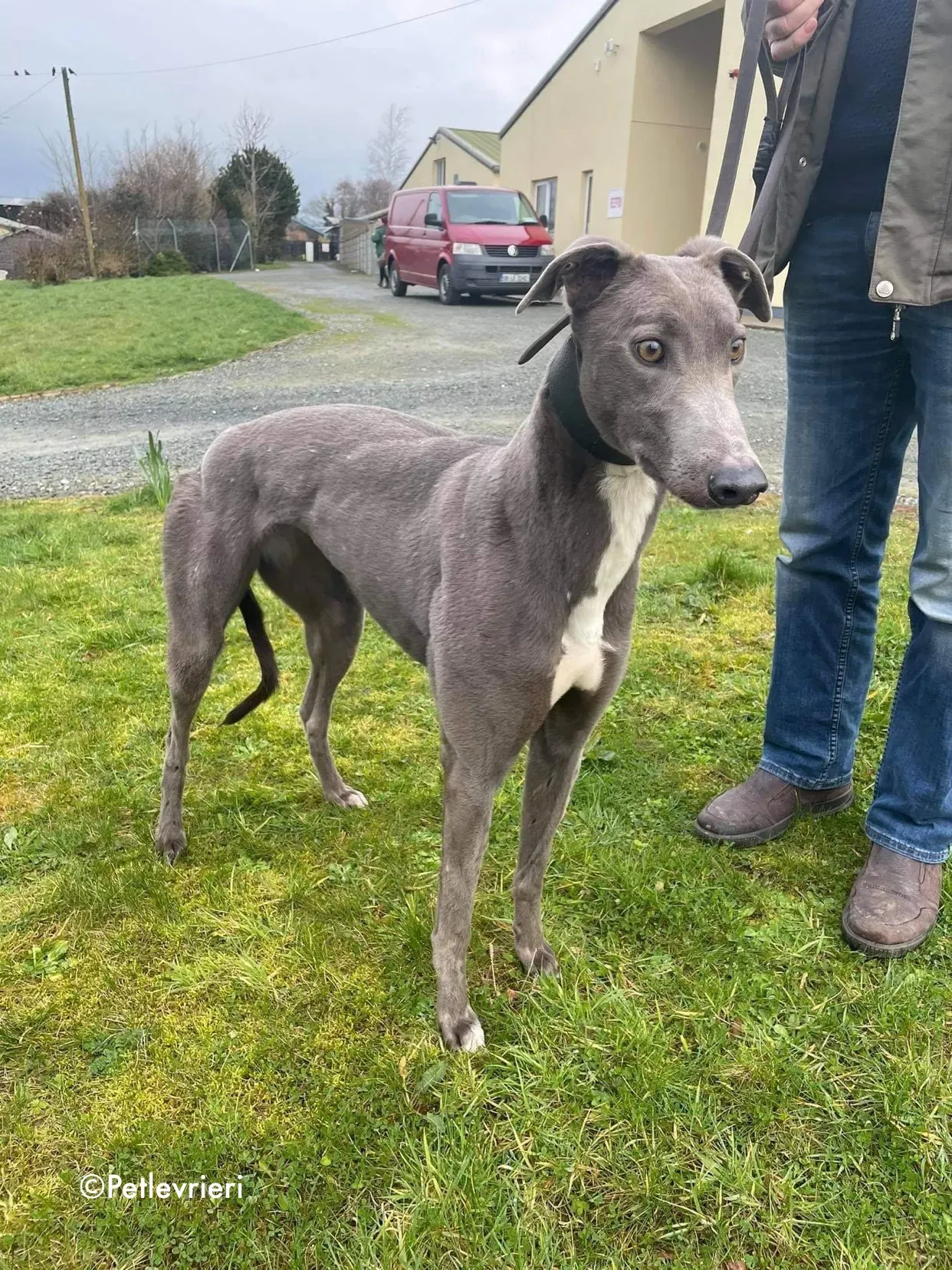 pippa adozione levrieri greyhound 3