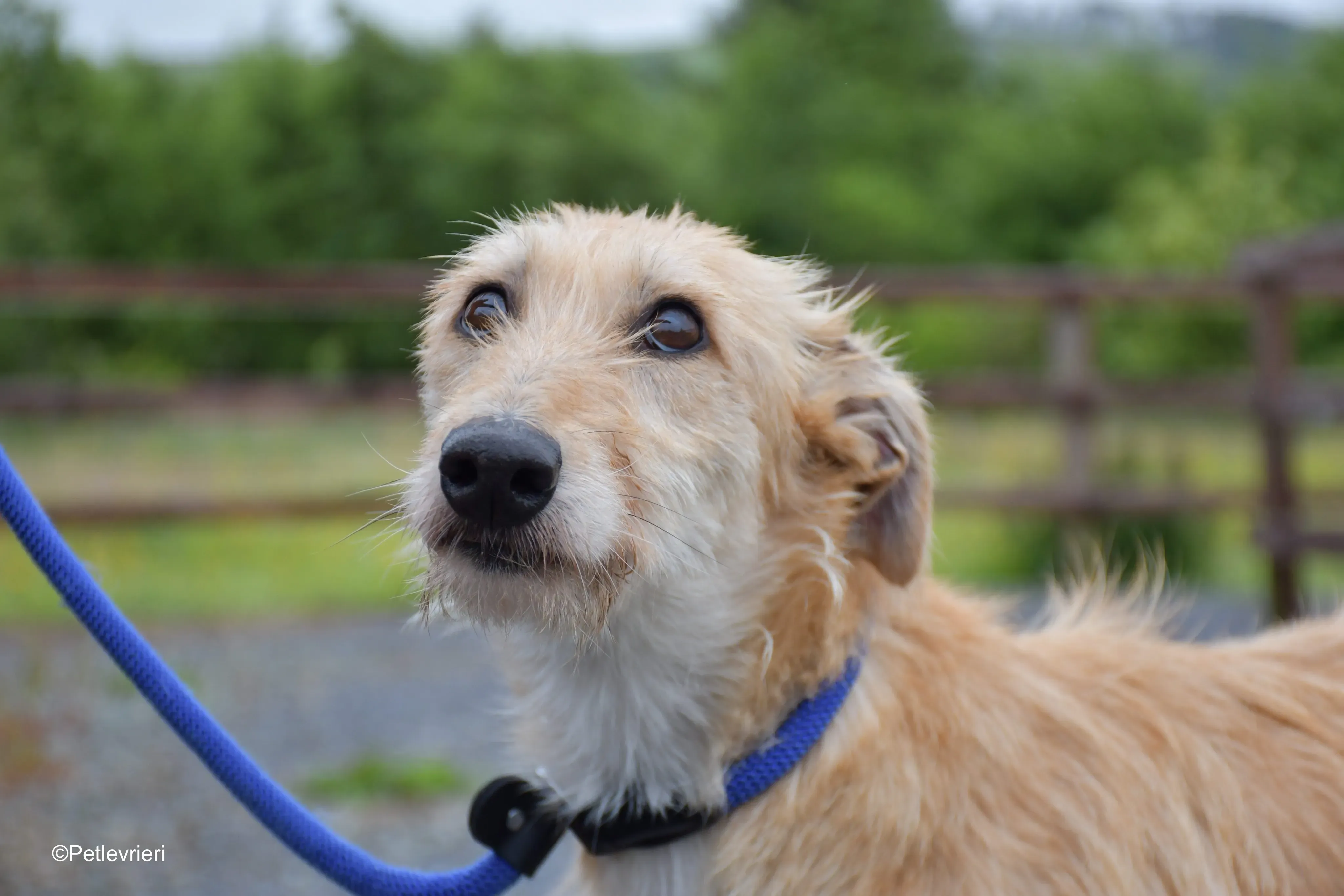 pippa adozione levrieri greyhound 6