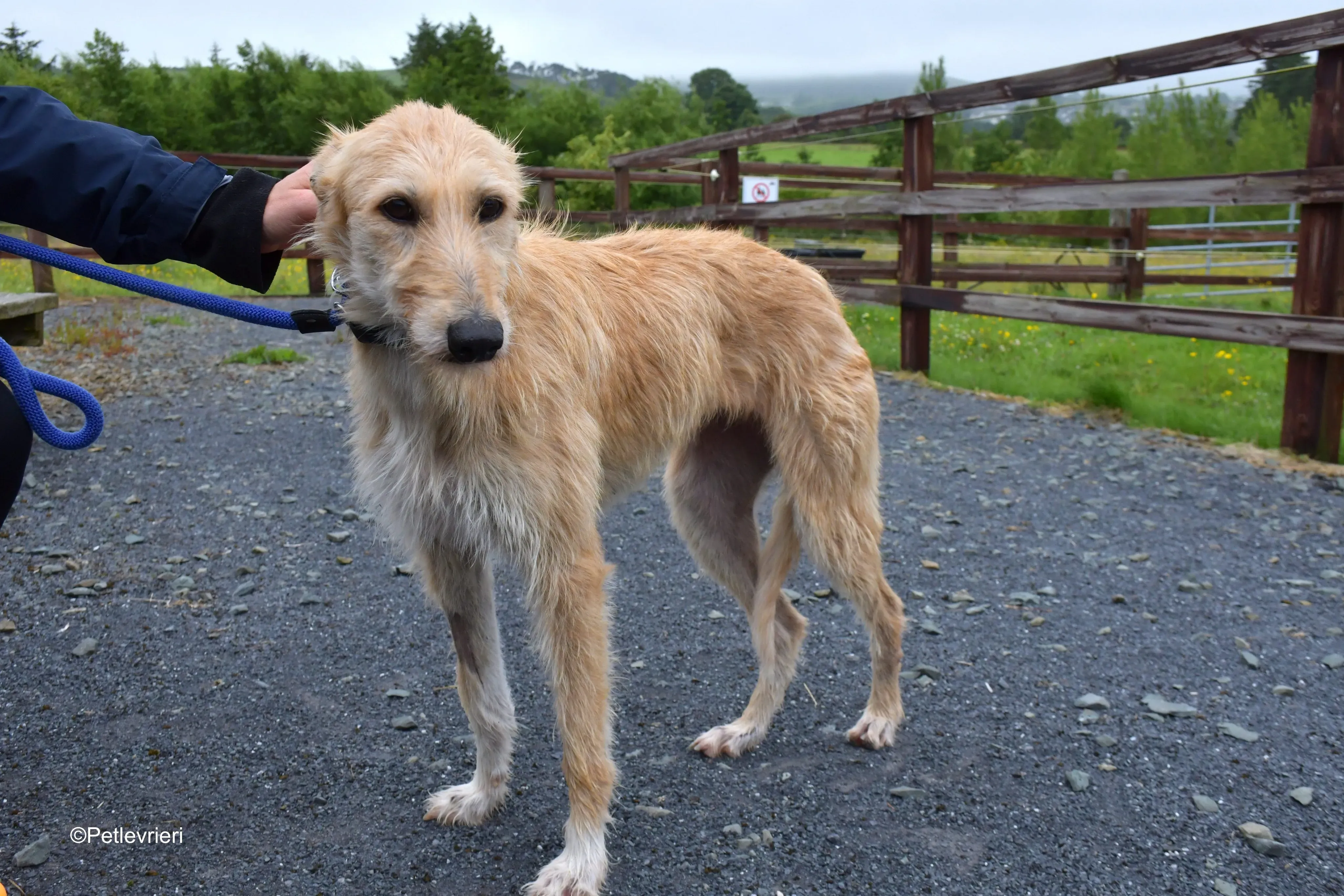 pippa adozione levrieri greyhound 7