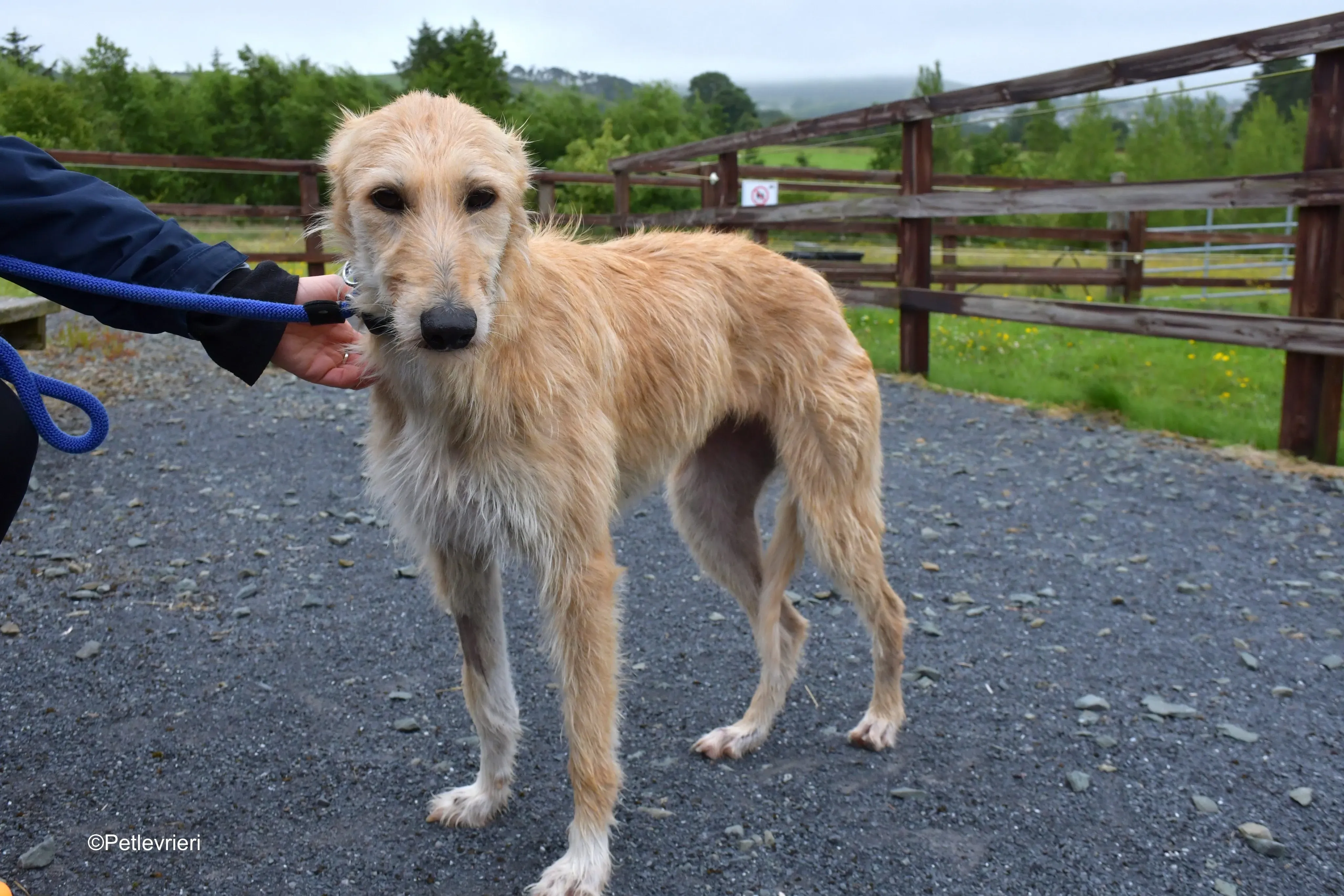 pippa adozione levrieri greyhound 8