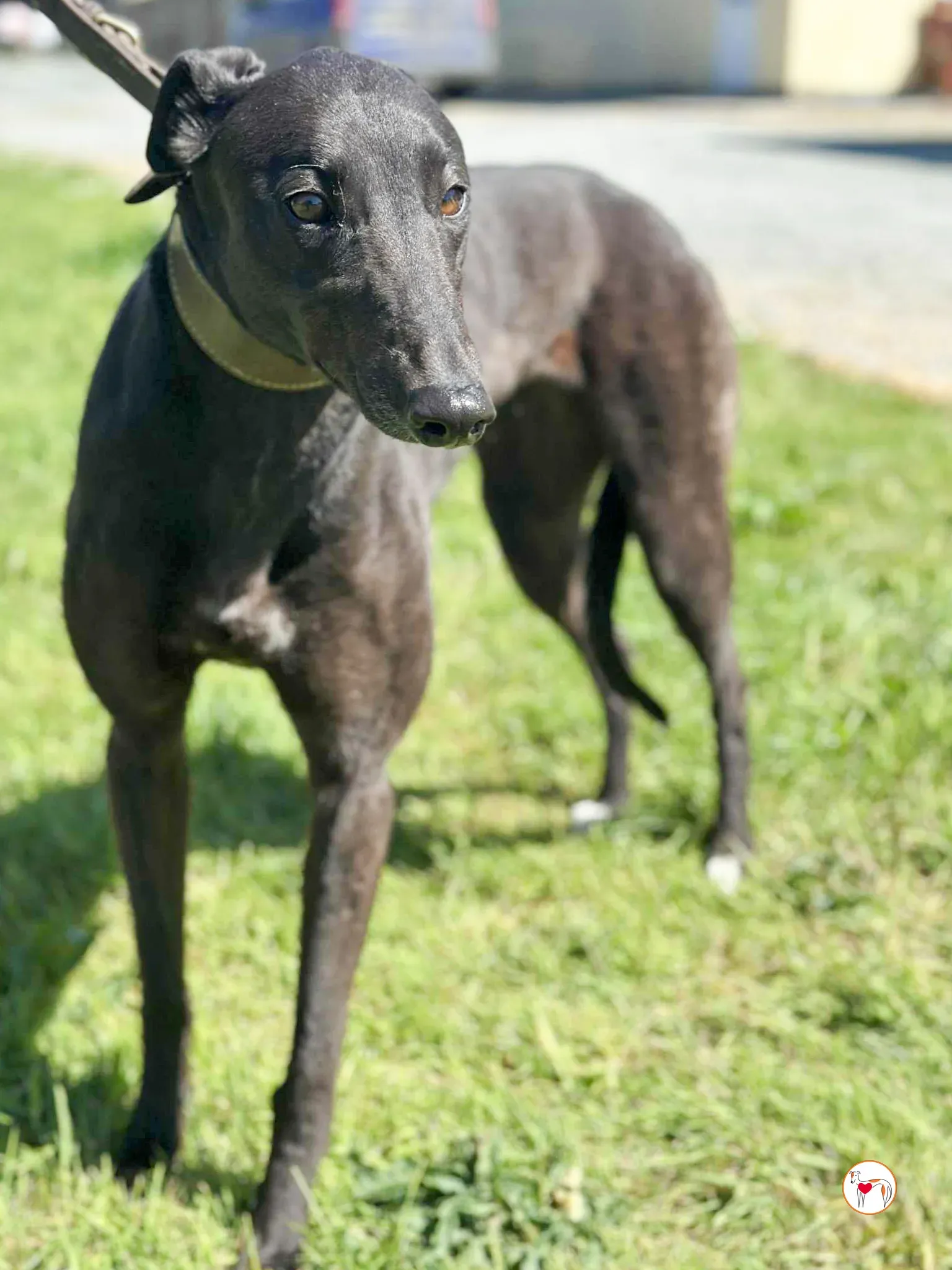 pippa grey adozione 01