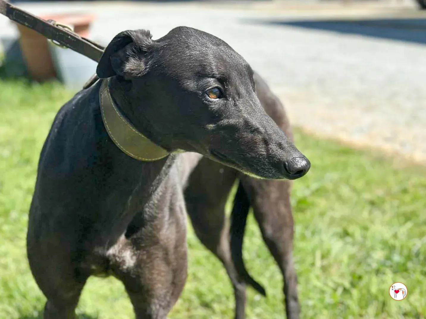 pippa grey adozione 02