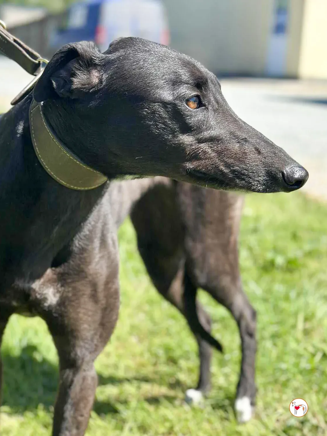 pippa grey adozione 03