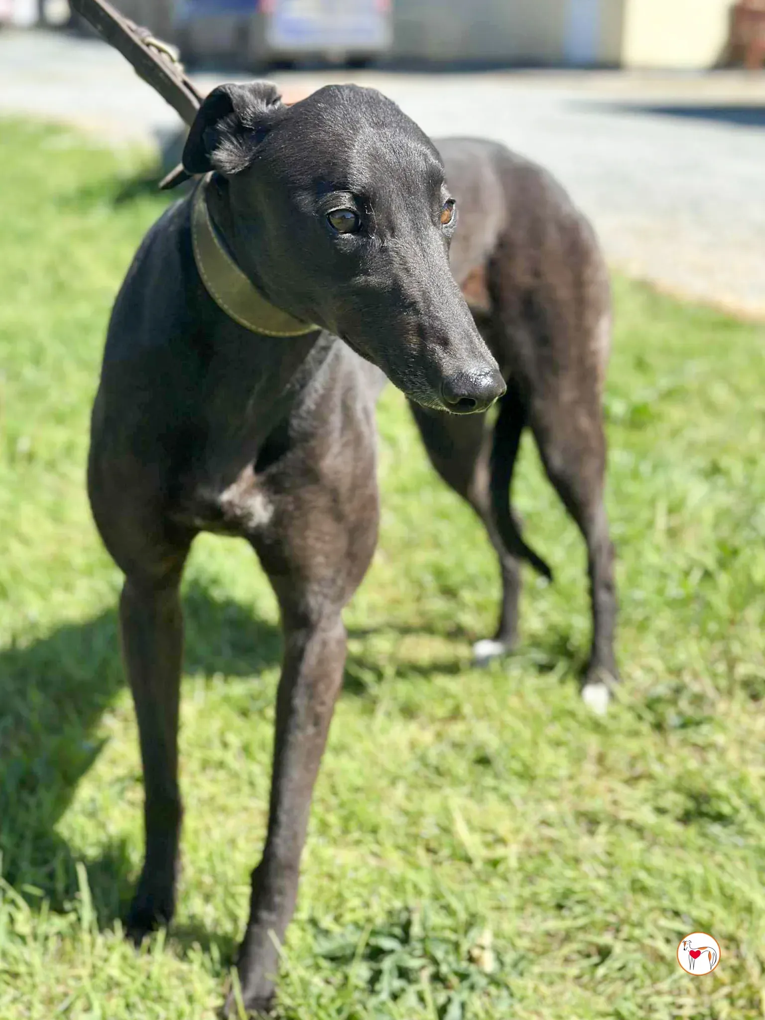 pippa grey adozione 04