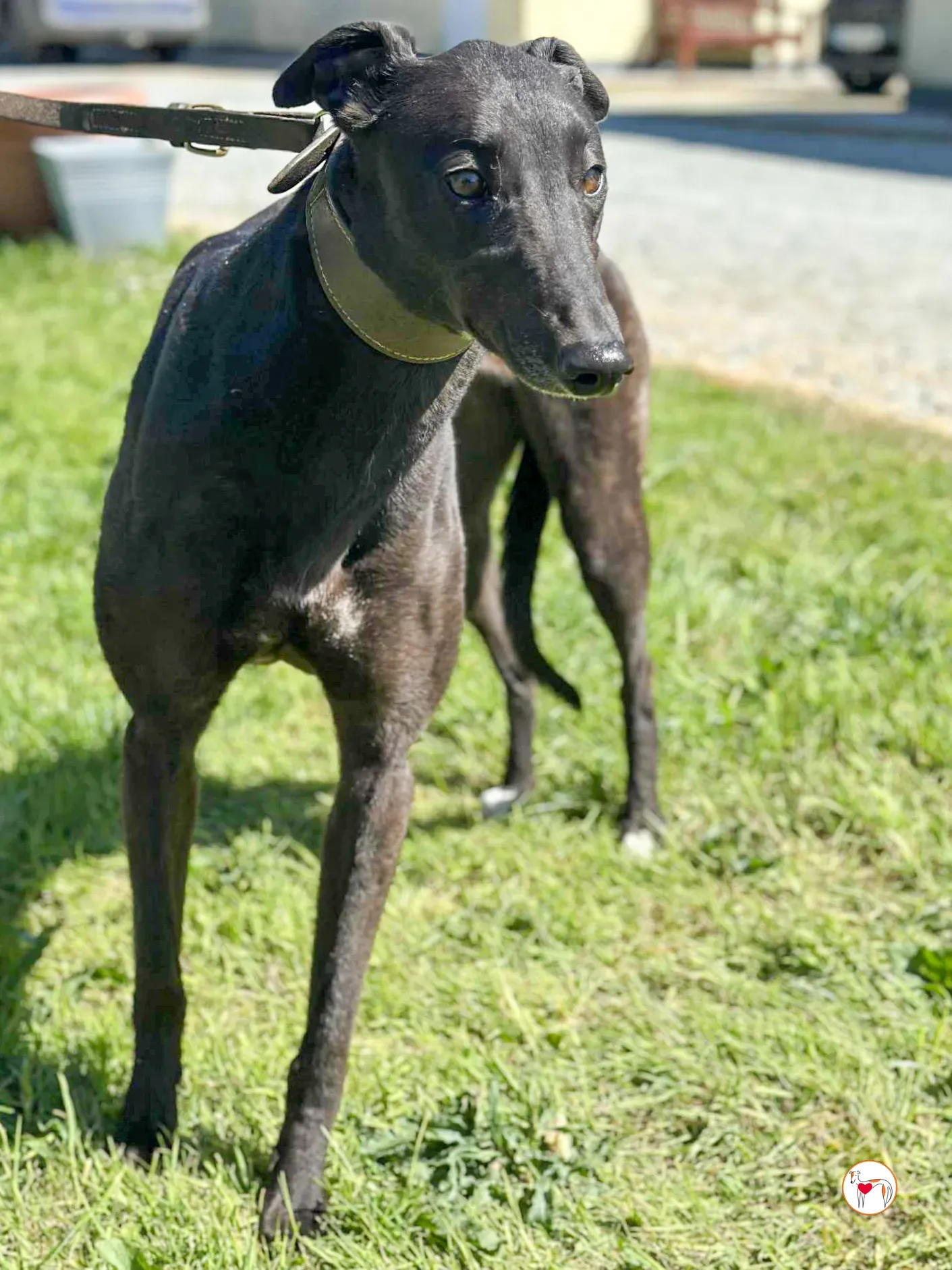 pippa grey adozione 05