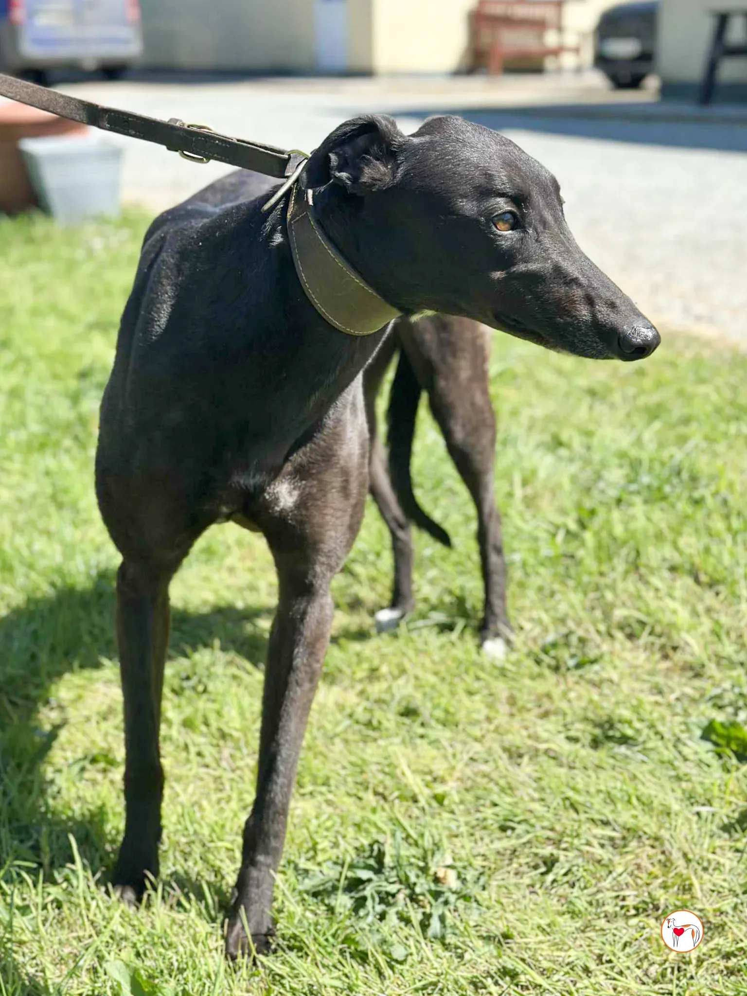 pippa grey adozione 06