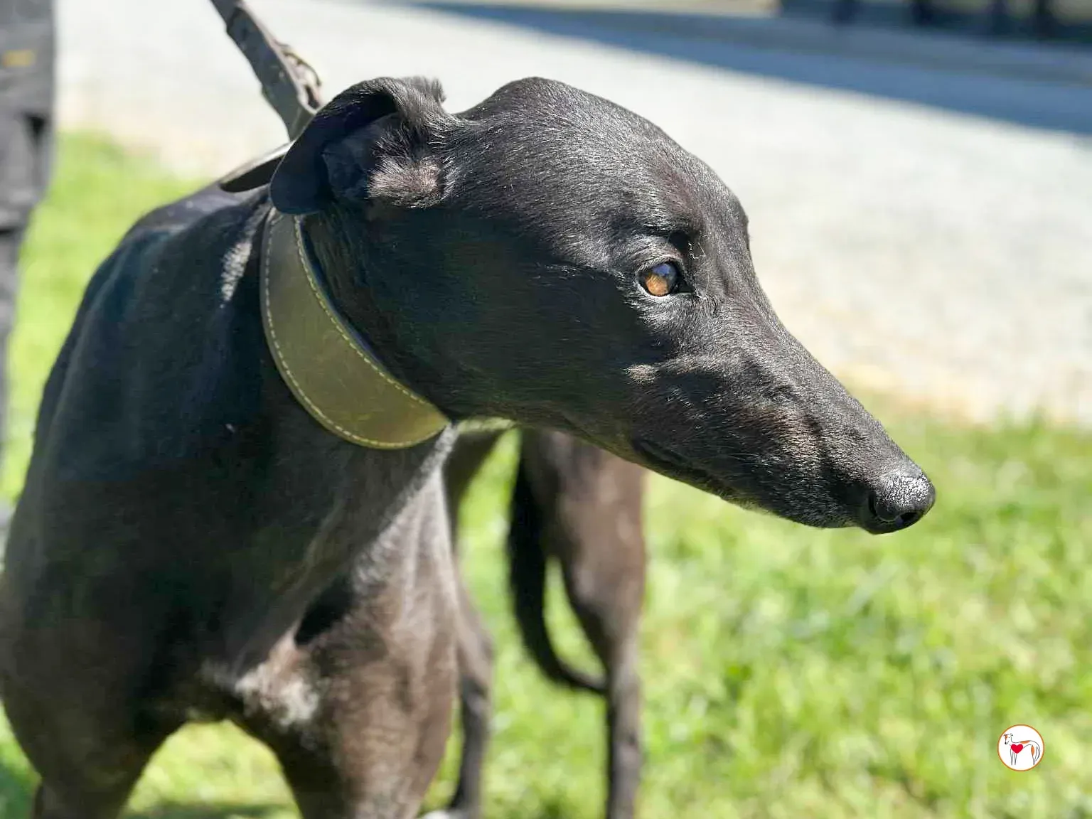 pippa grey adozione 07