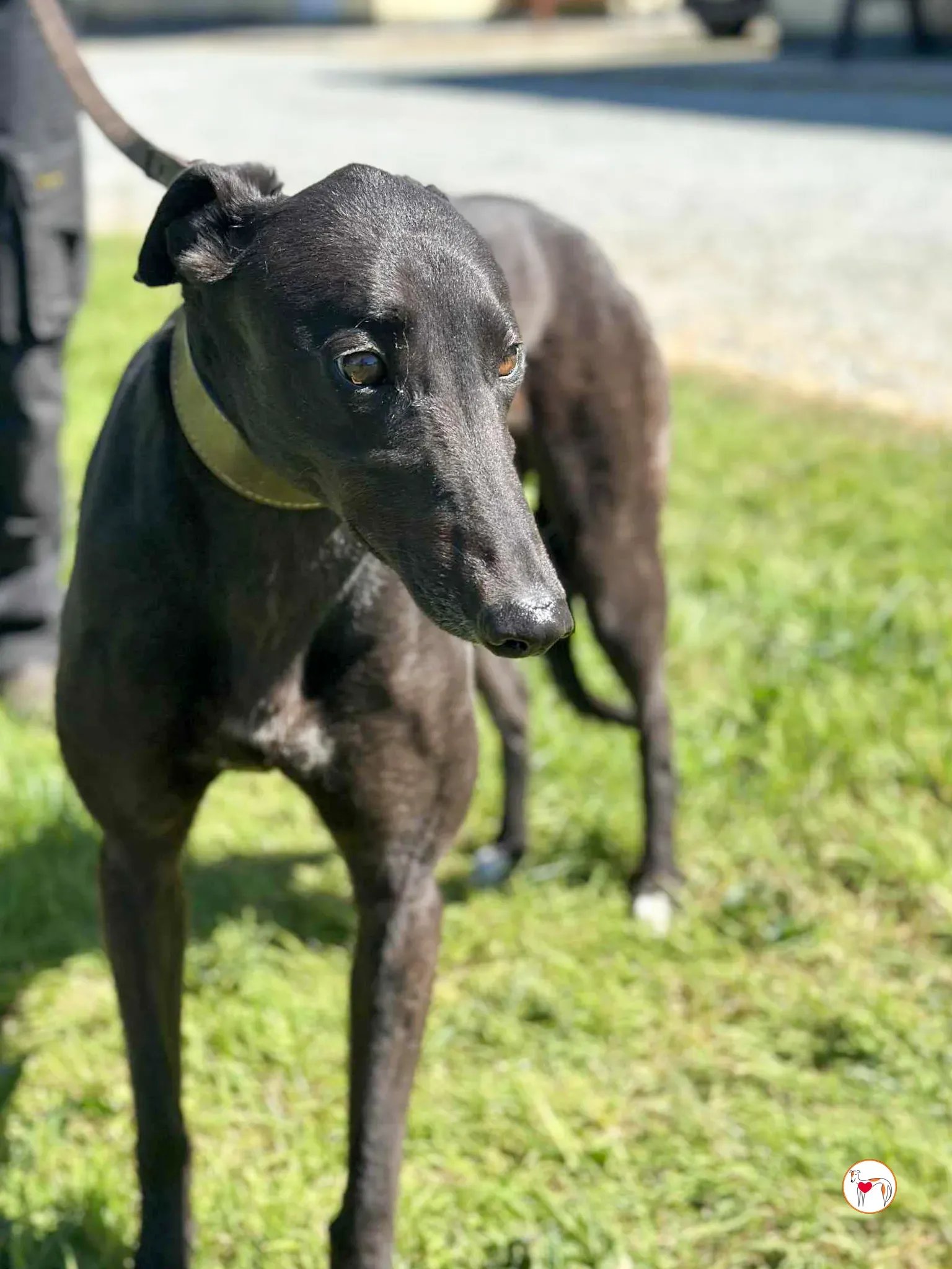 pippa grey adozione 08