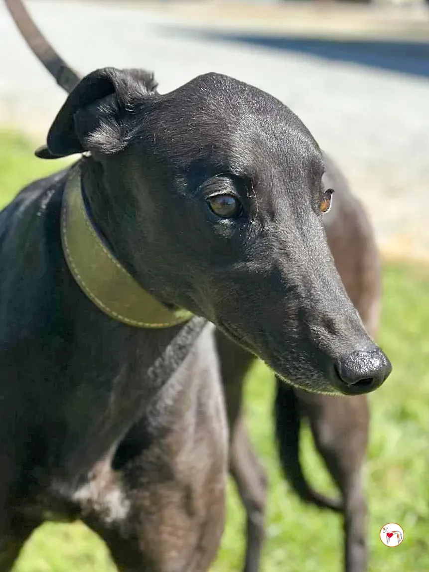 pippa grey adozione 09