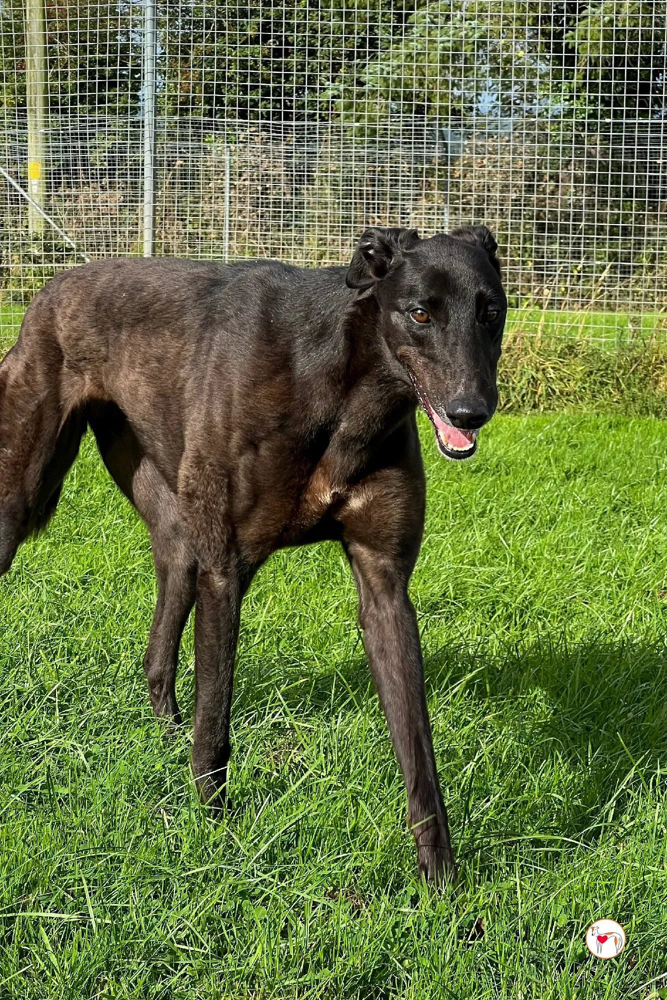 pippa grey adozione 10