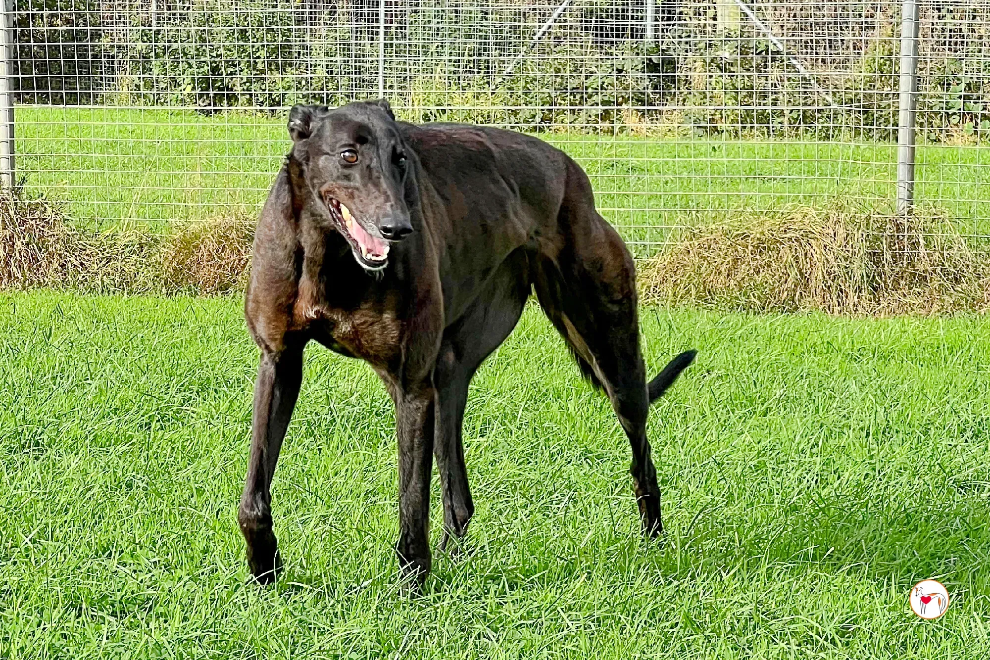 pippa grey adozione 11