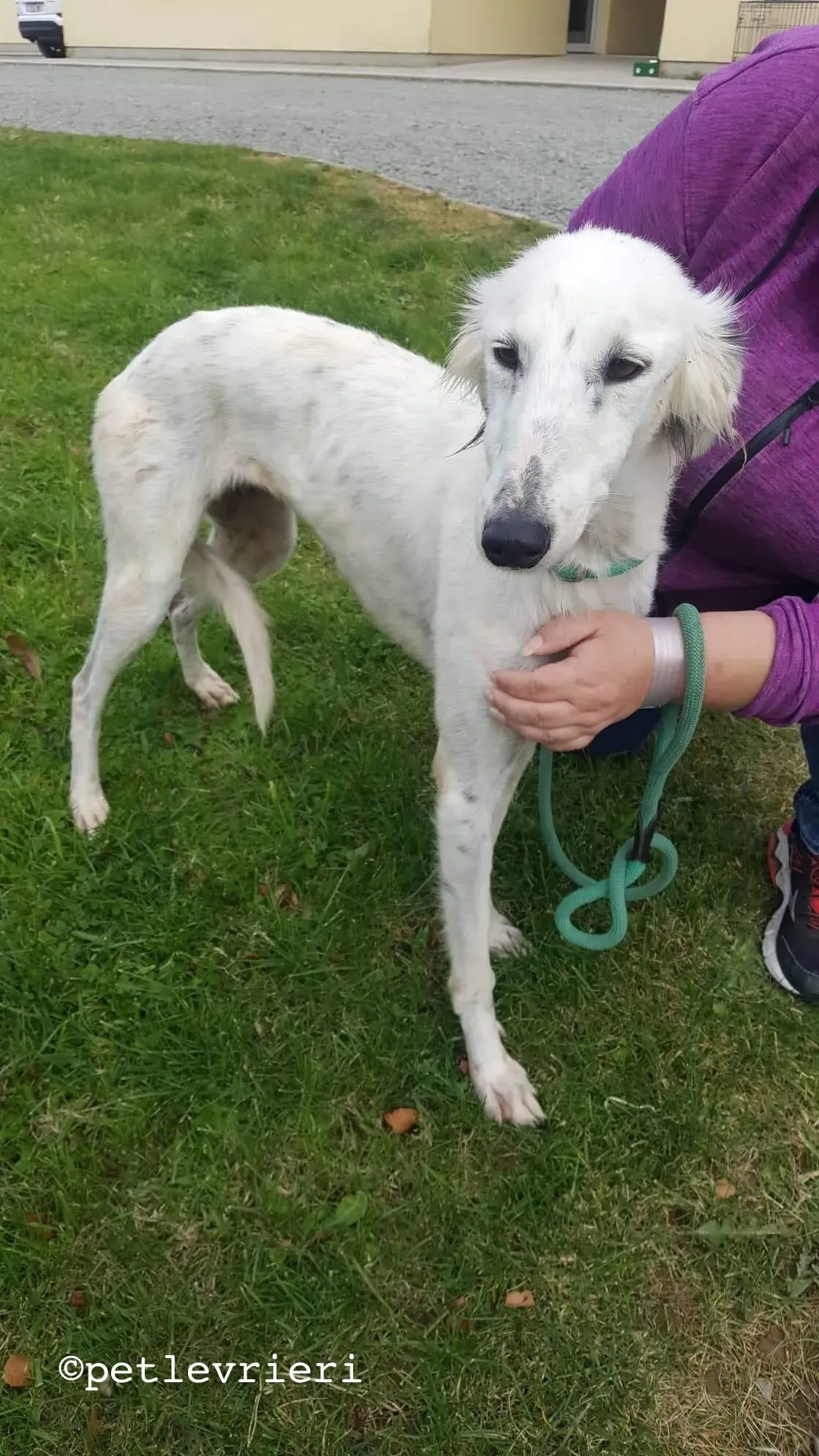 pippin adozione levrieri greyhound 1