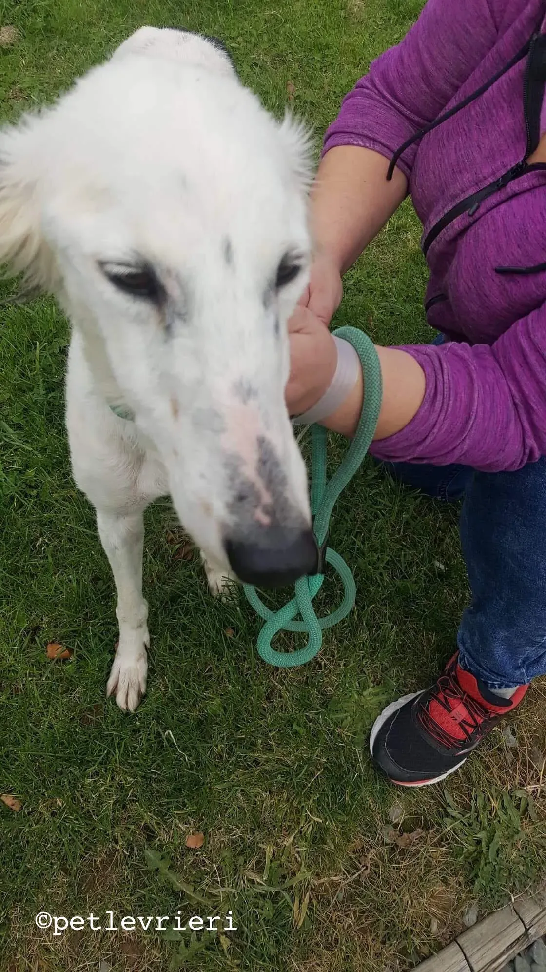 pippin adozione levrieri greyhound 2