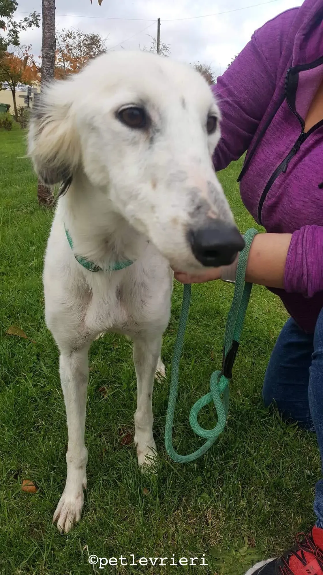 pippin adozione levrieri greyhound 3