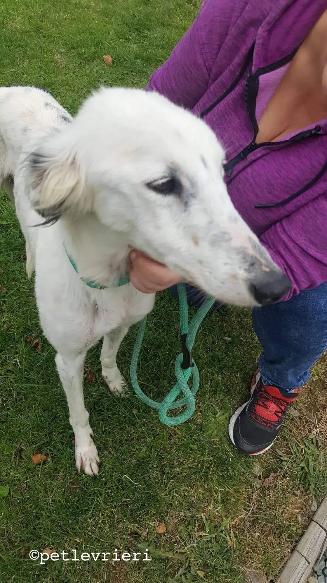 pippin adozione levrieri greyhound 4