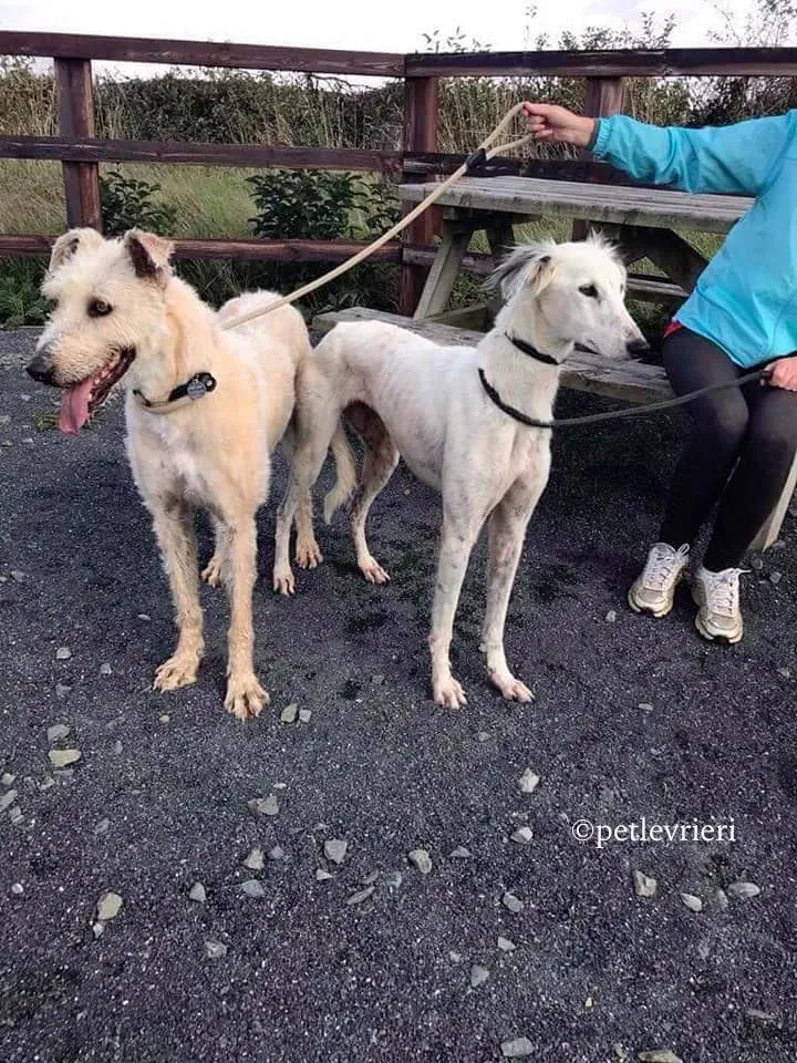 pippin adozione levrieri greyhound